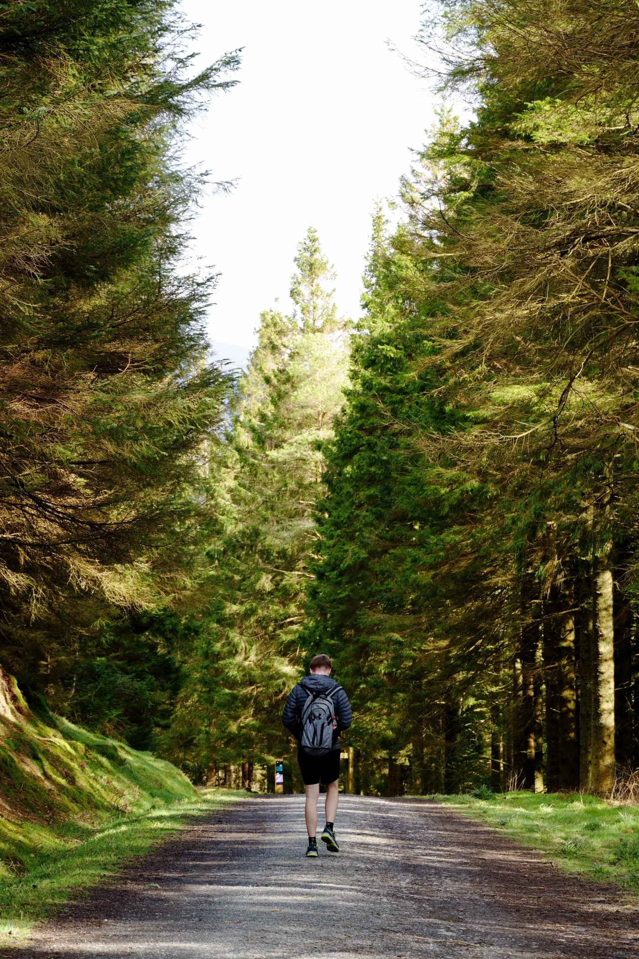 Whinlatter Forest