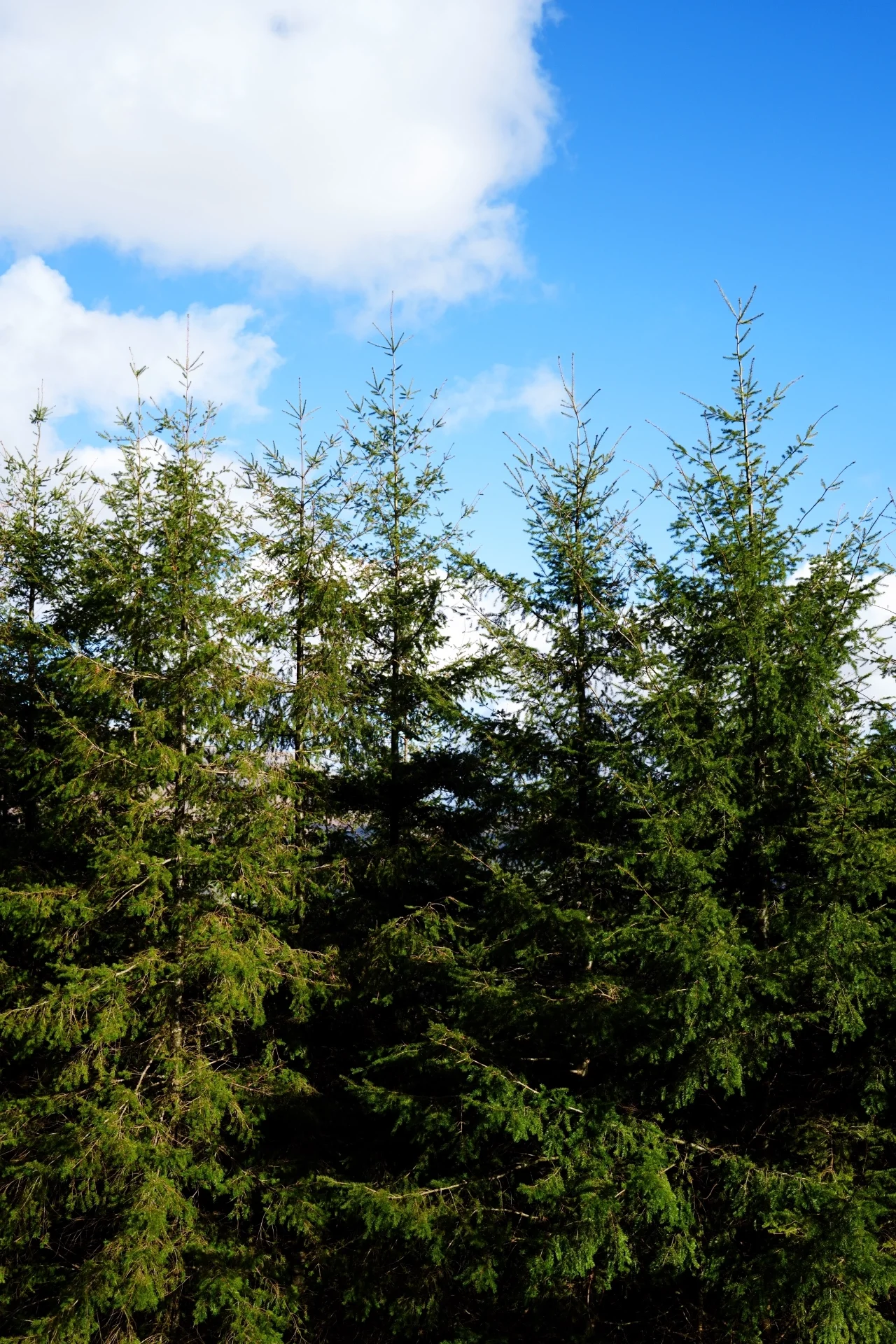 DSC02739.webp
