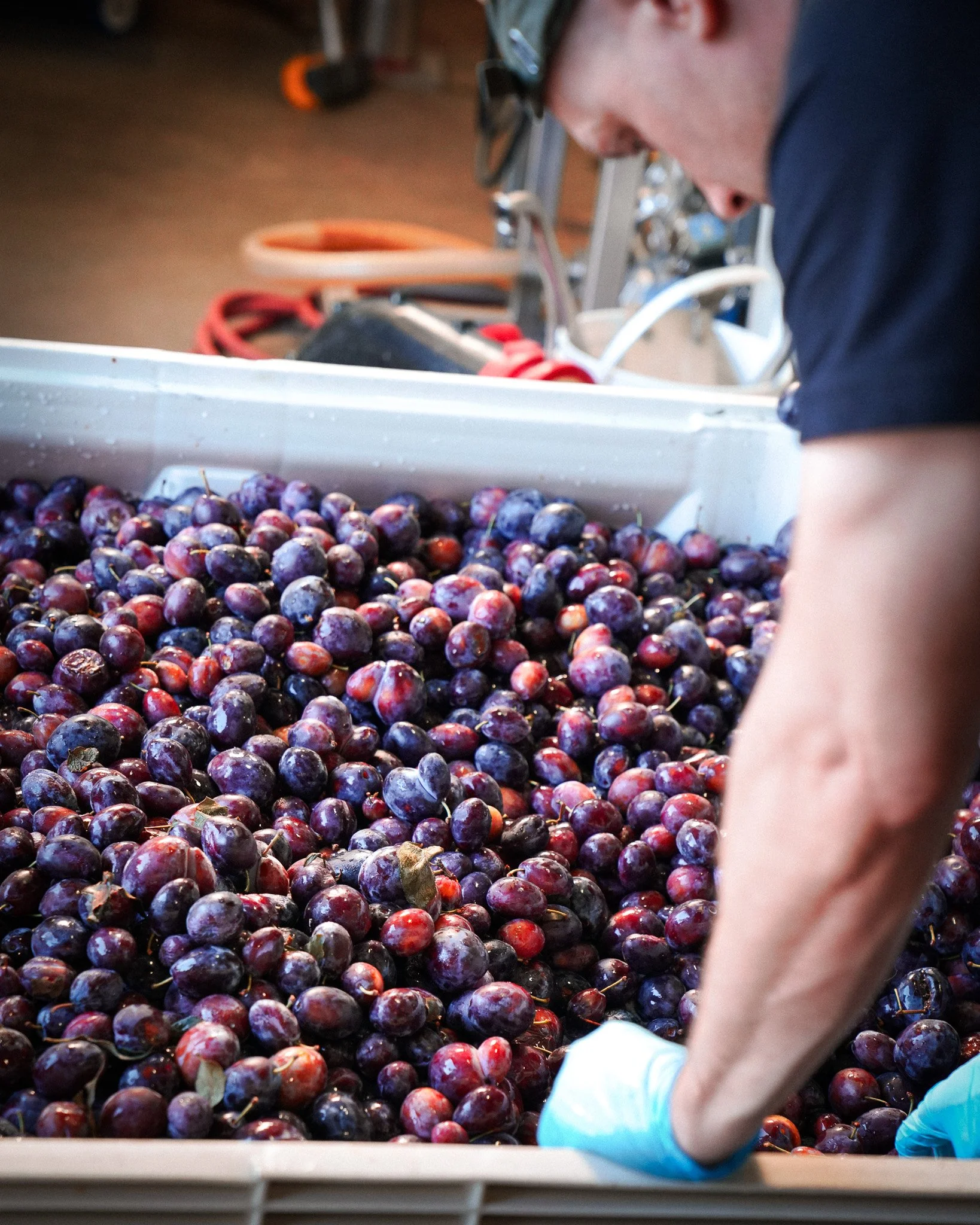 FruitDay_20240815_0934.jpg