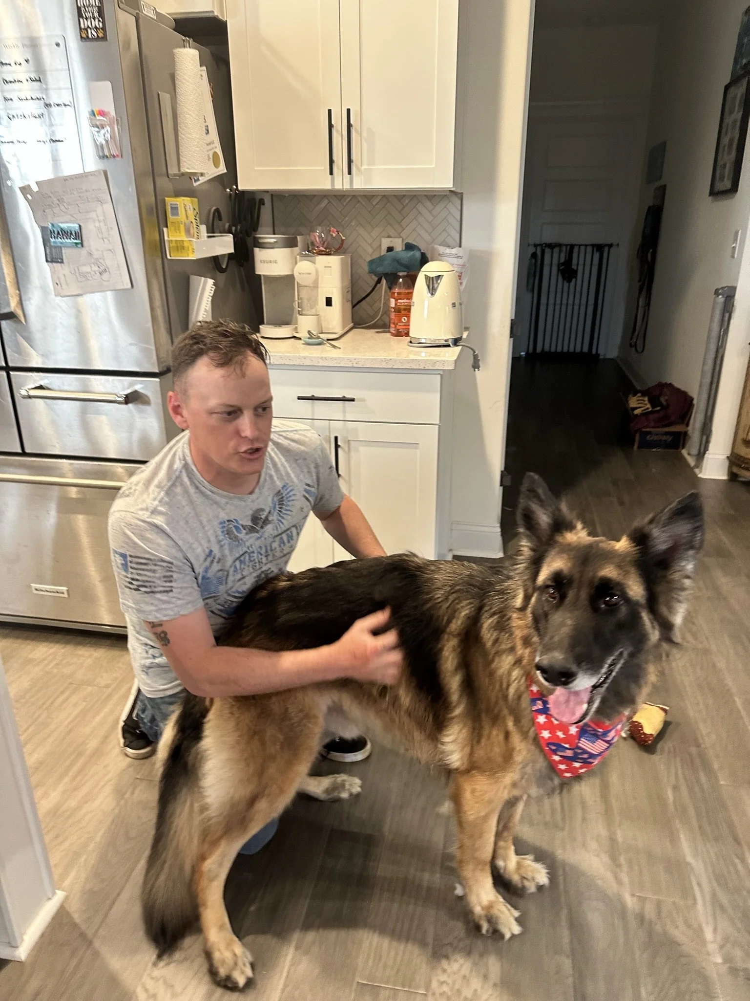 Man playfully scratching German Shepherd Dog. Behavior modification. Reactive dog training