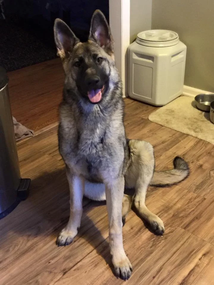 Labeling Our Dog’s Doesn’t Help Them - Education Does