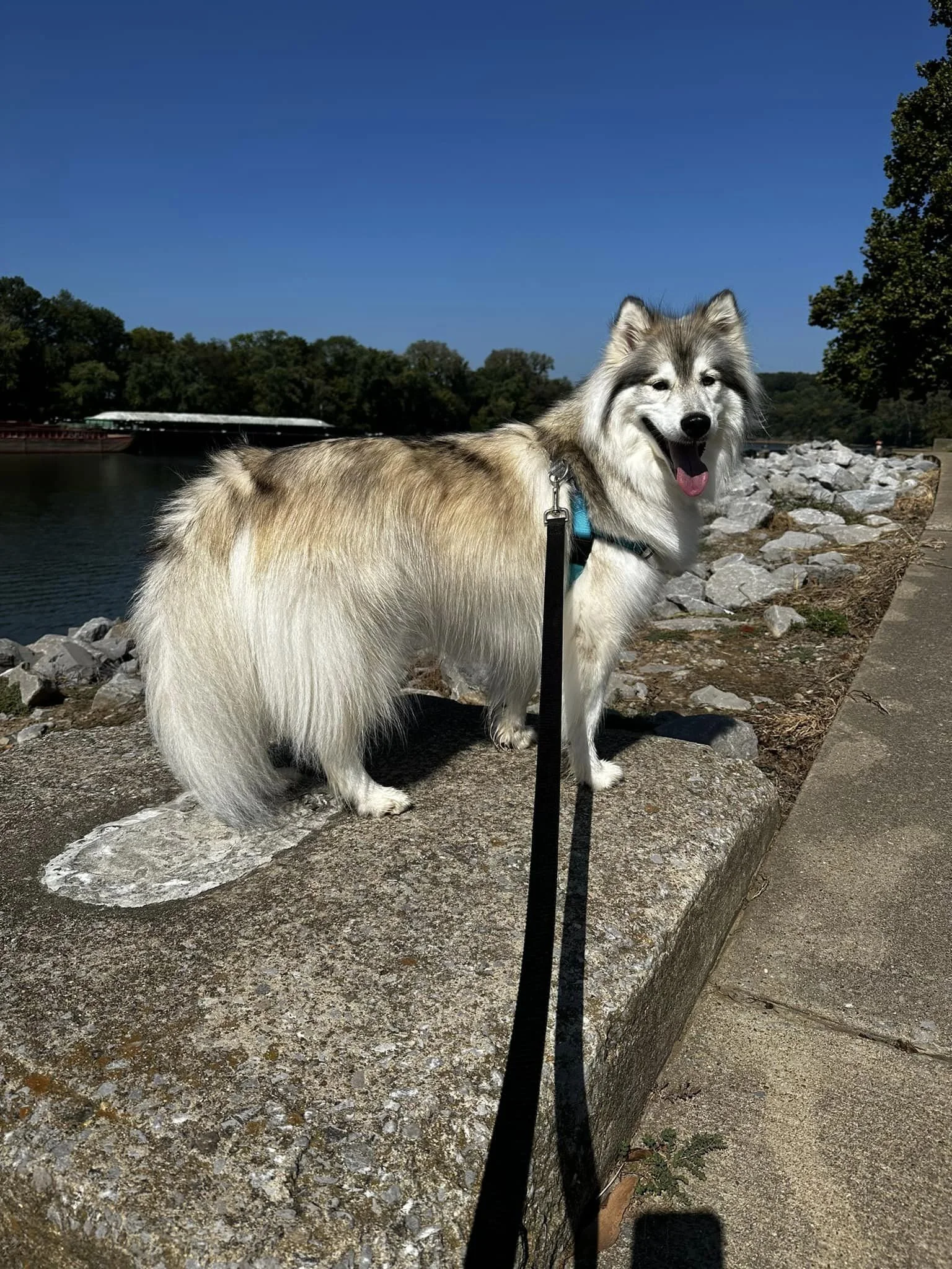 Why I don’t teach dog’s to sit