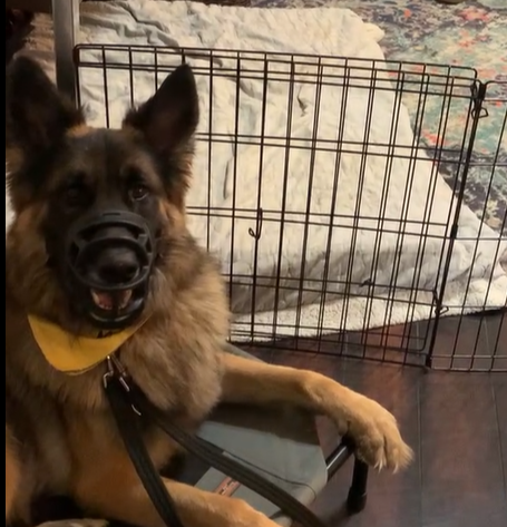 German Shepherd dog lying on a bed, with a wire gate behind him, doing behavior modification