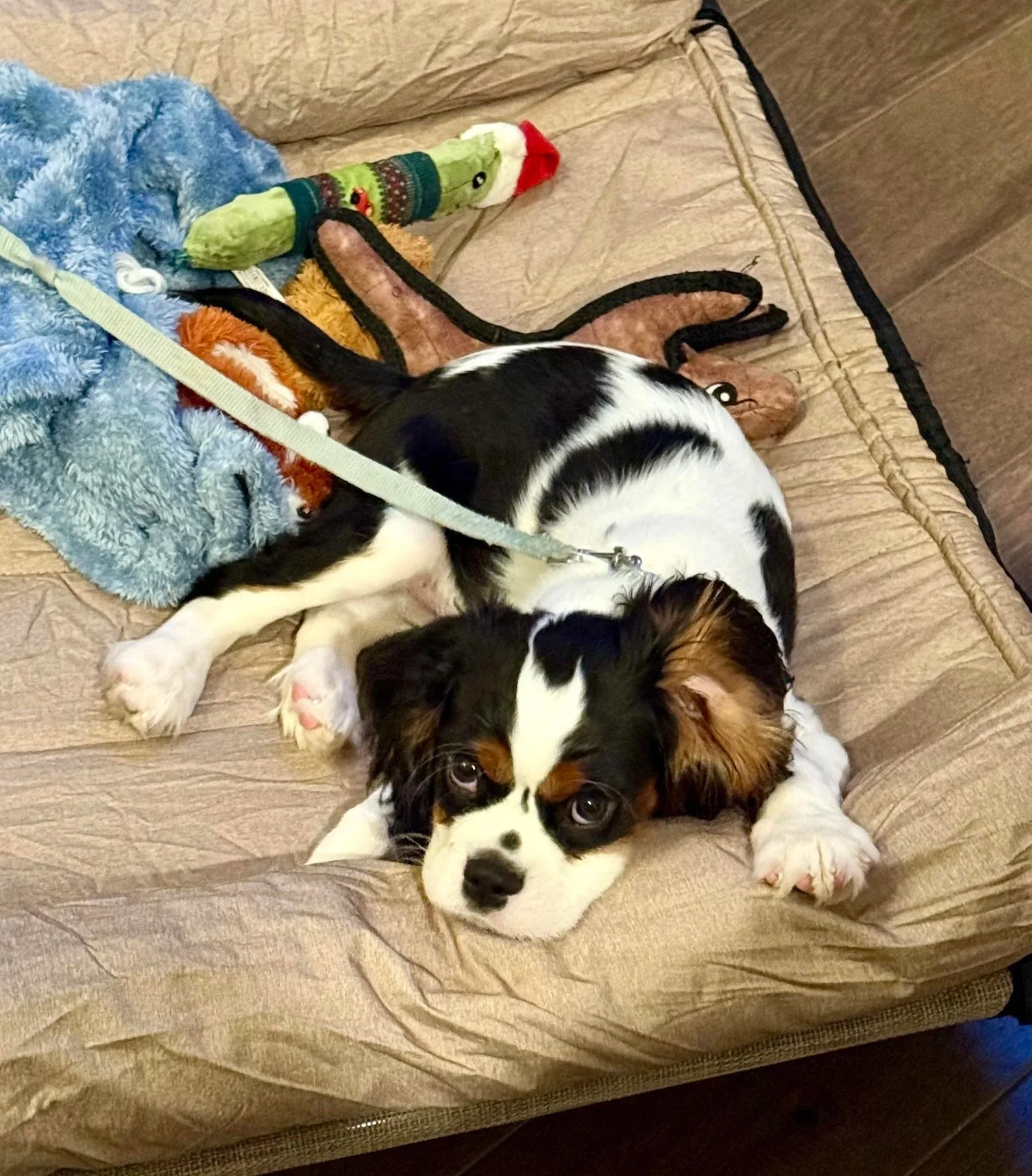 Puppy laying on a bed. Puppy training