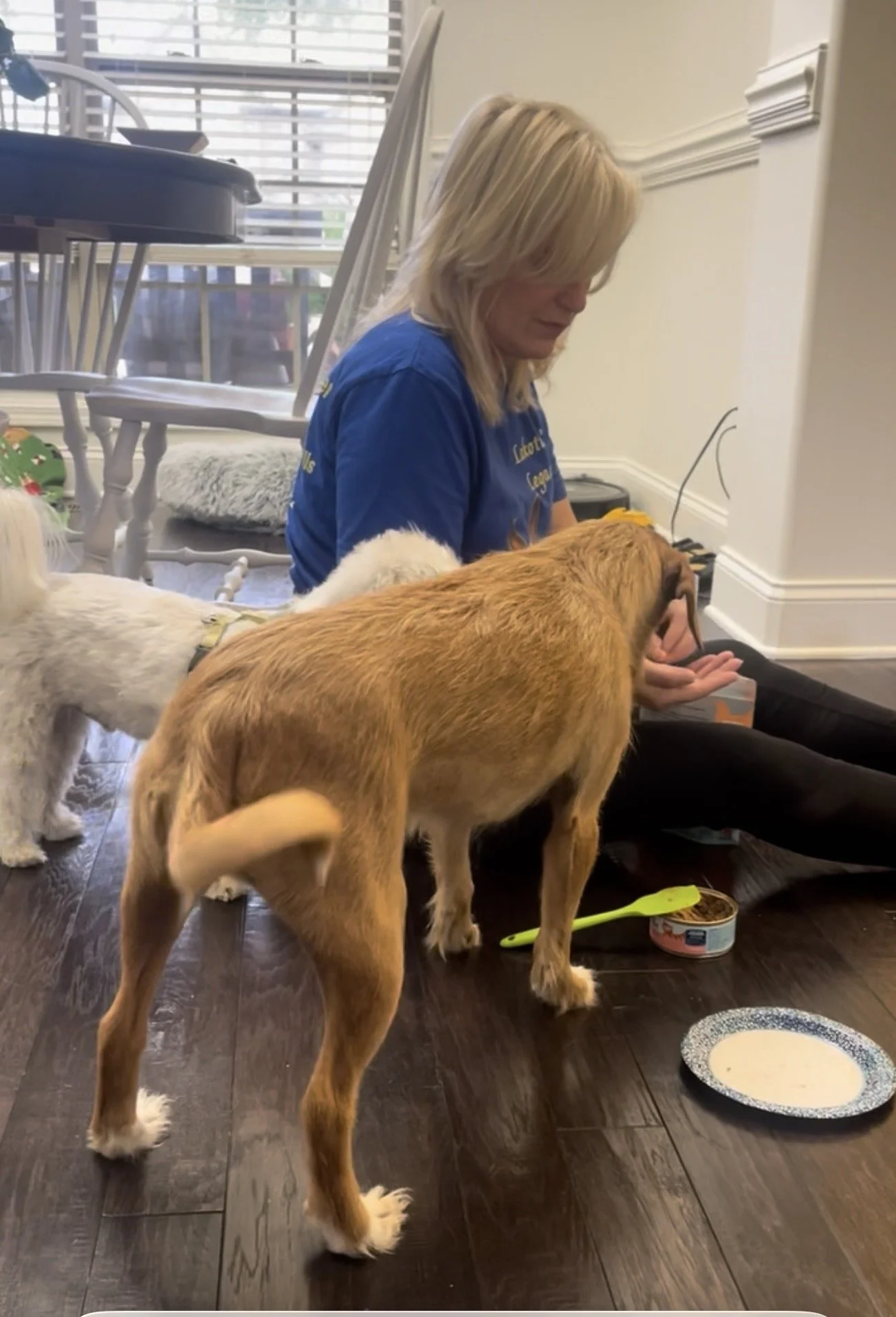 Behavior help for dogs with trauma and anxiety Clarksville TN