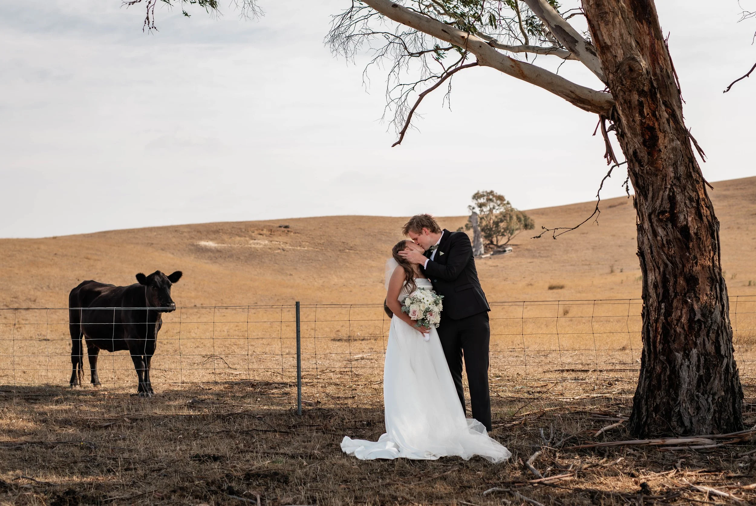 ballarat-couple-kissing-cow-watching.jpg