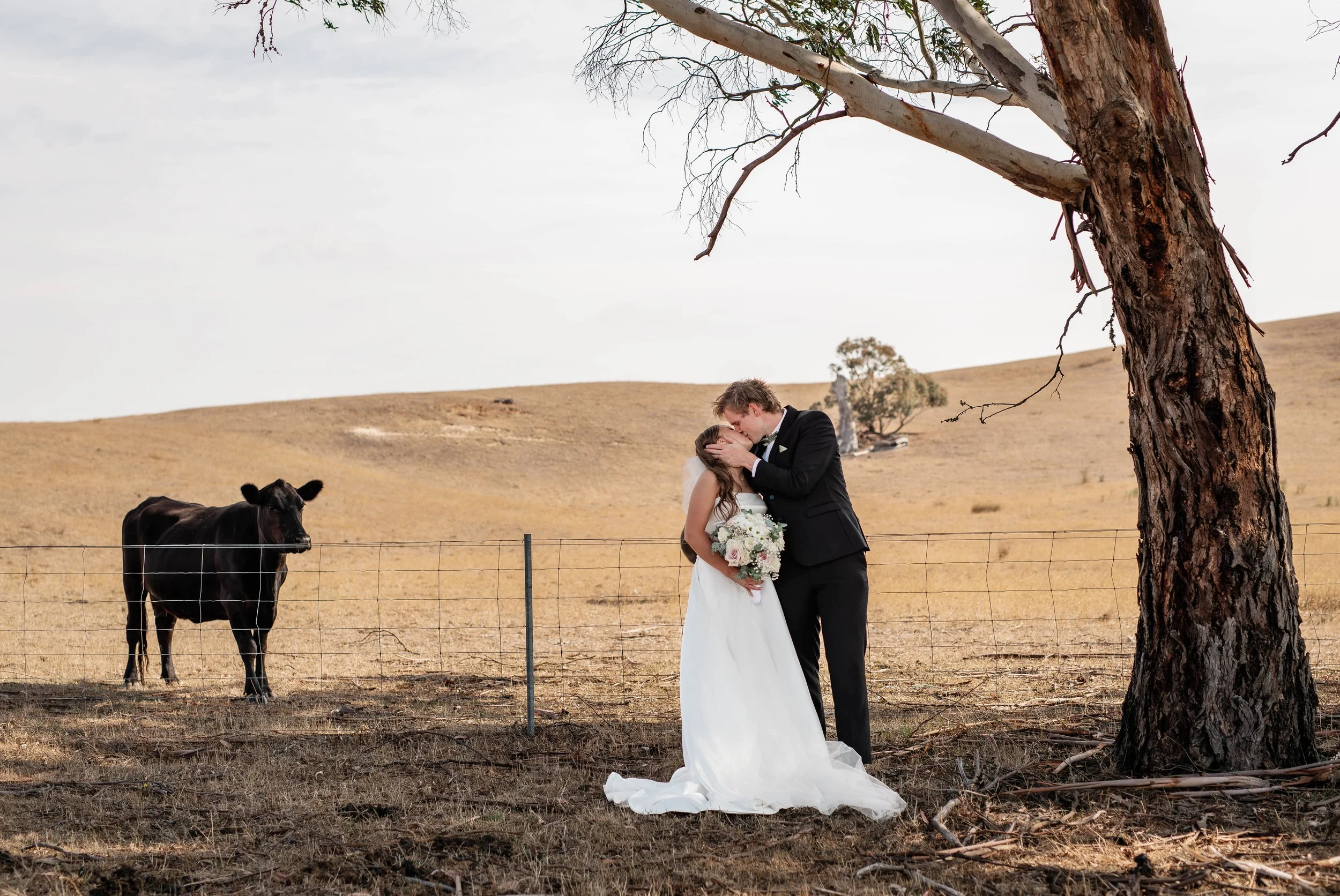 ballarat-smile-under-tree-cow-watches-romantic-kiss.jpg