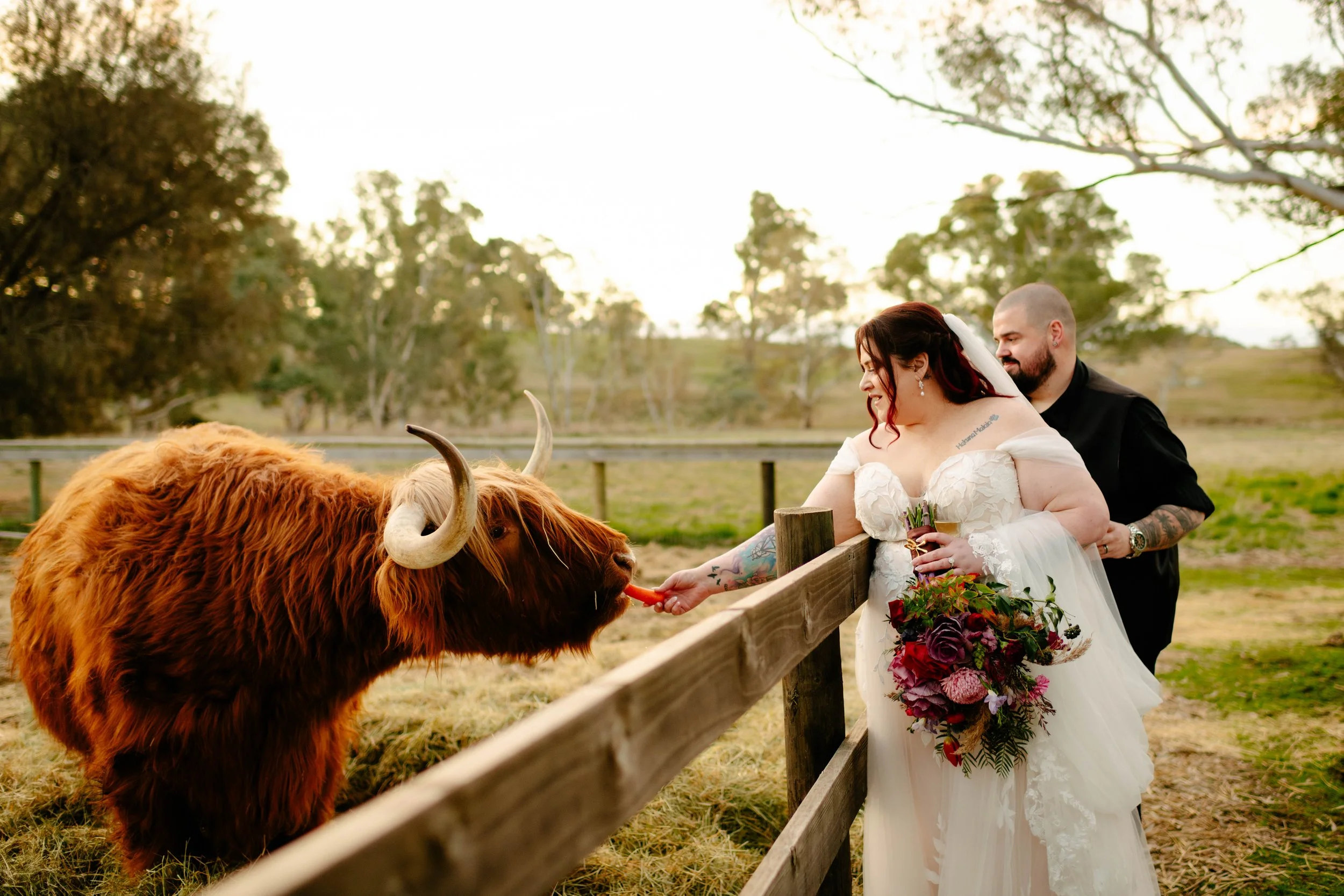 A bride and groom at a farm, feeding a large brown Highland cow through a wooden fence, with trees and a sunset in the background.