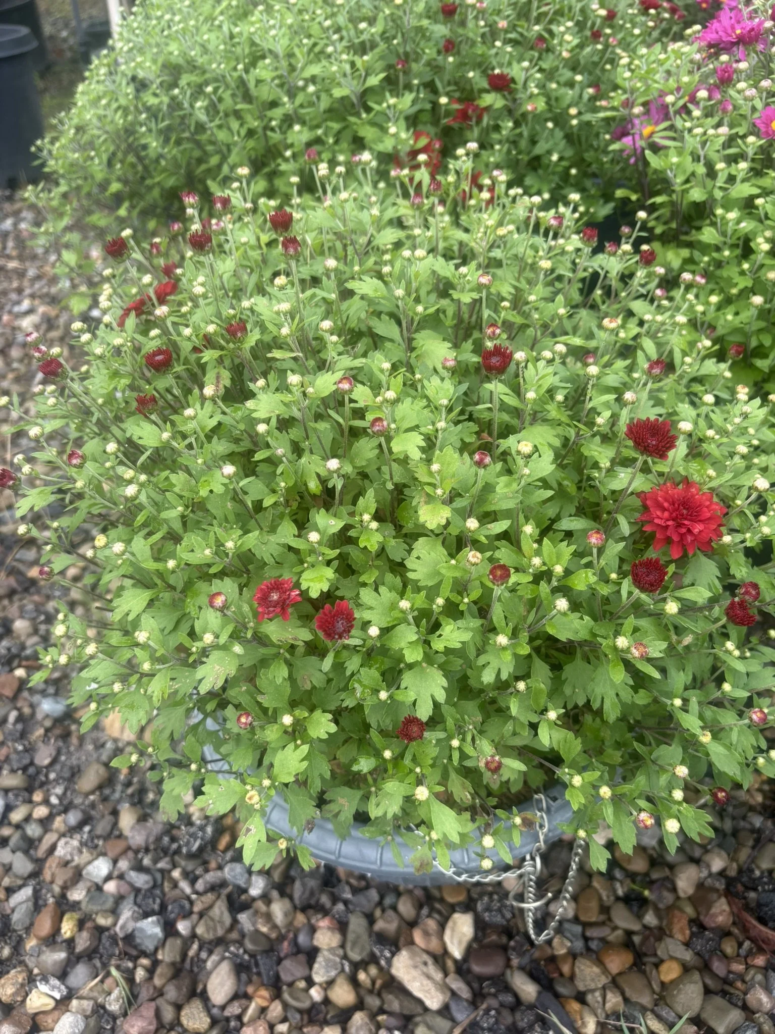 IMG_6937.JPEG