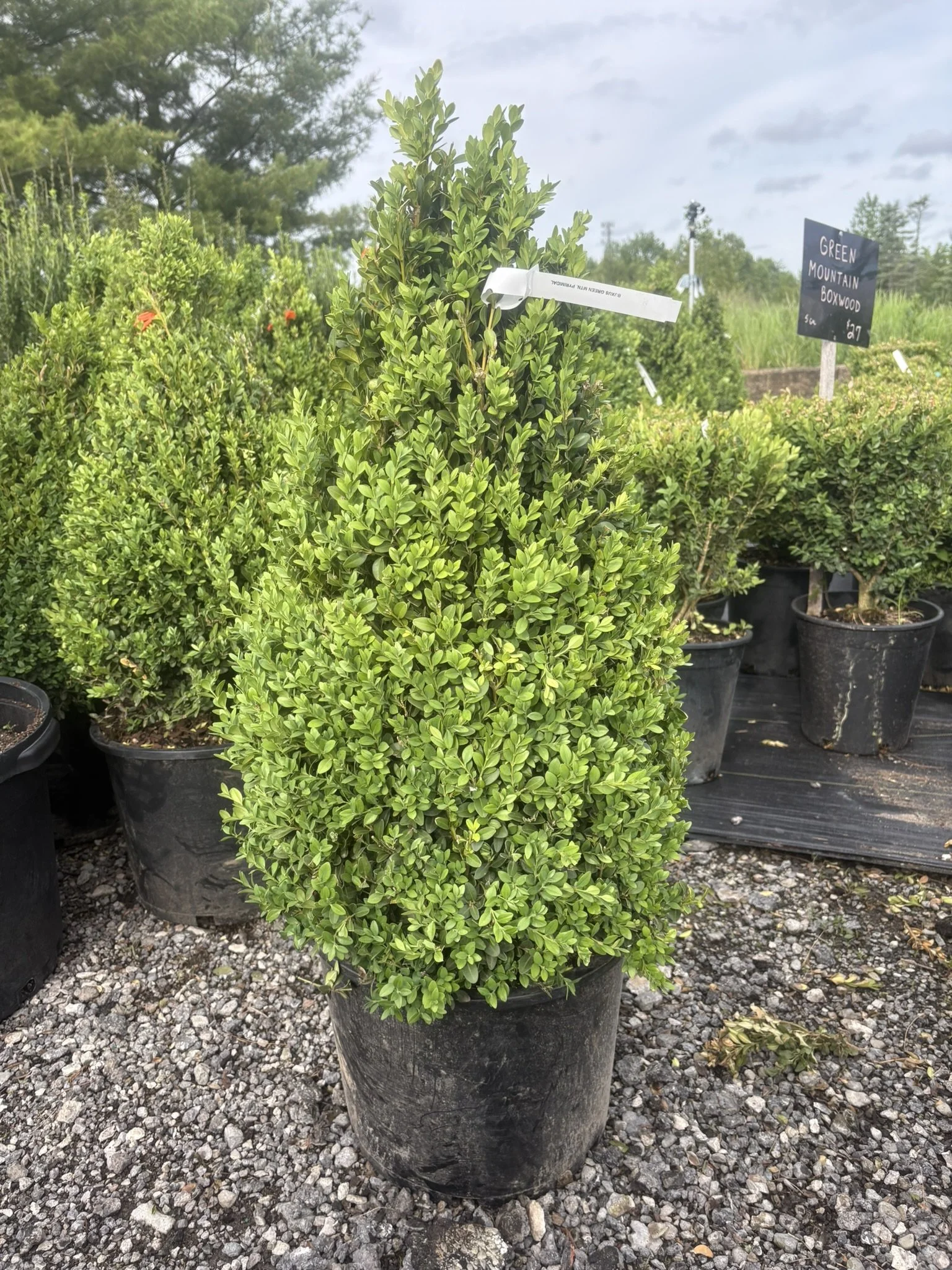 Green Mountain Boxwood (Pyramidal)