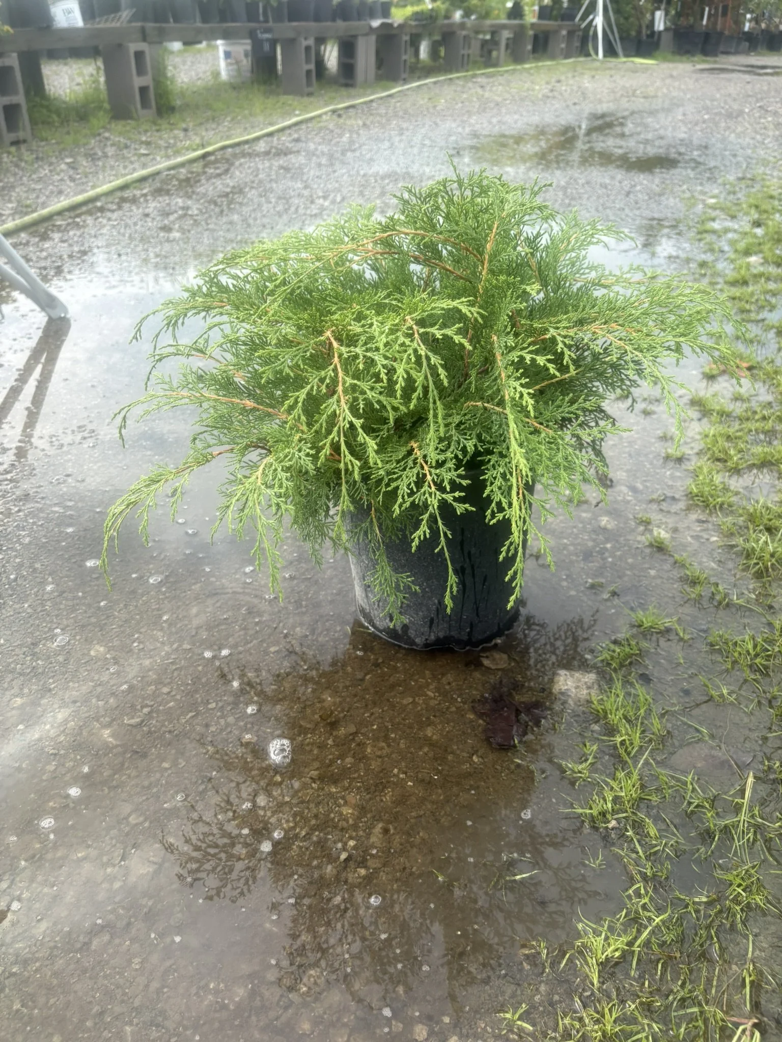 Russian Cypress