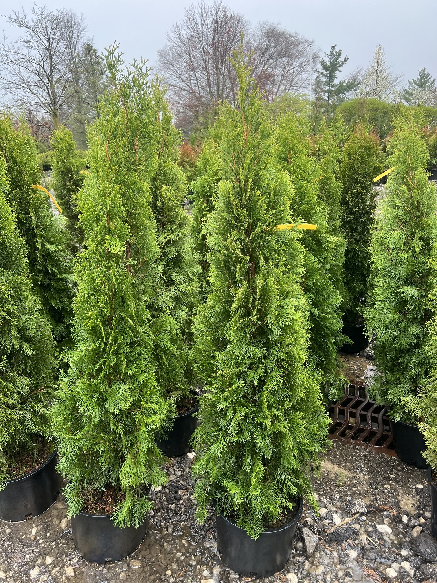 Emerald Green Arborvitae- 6 gal