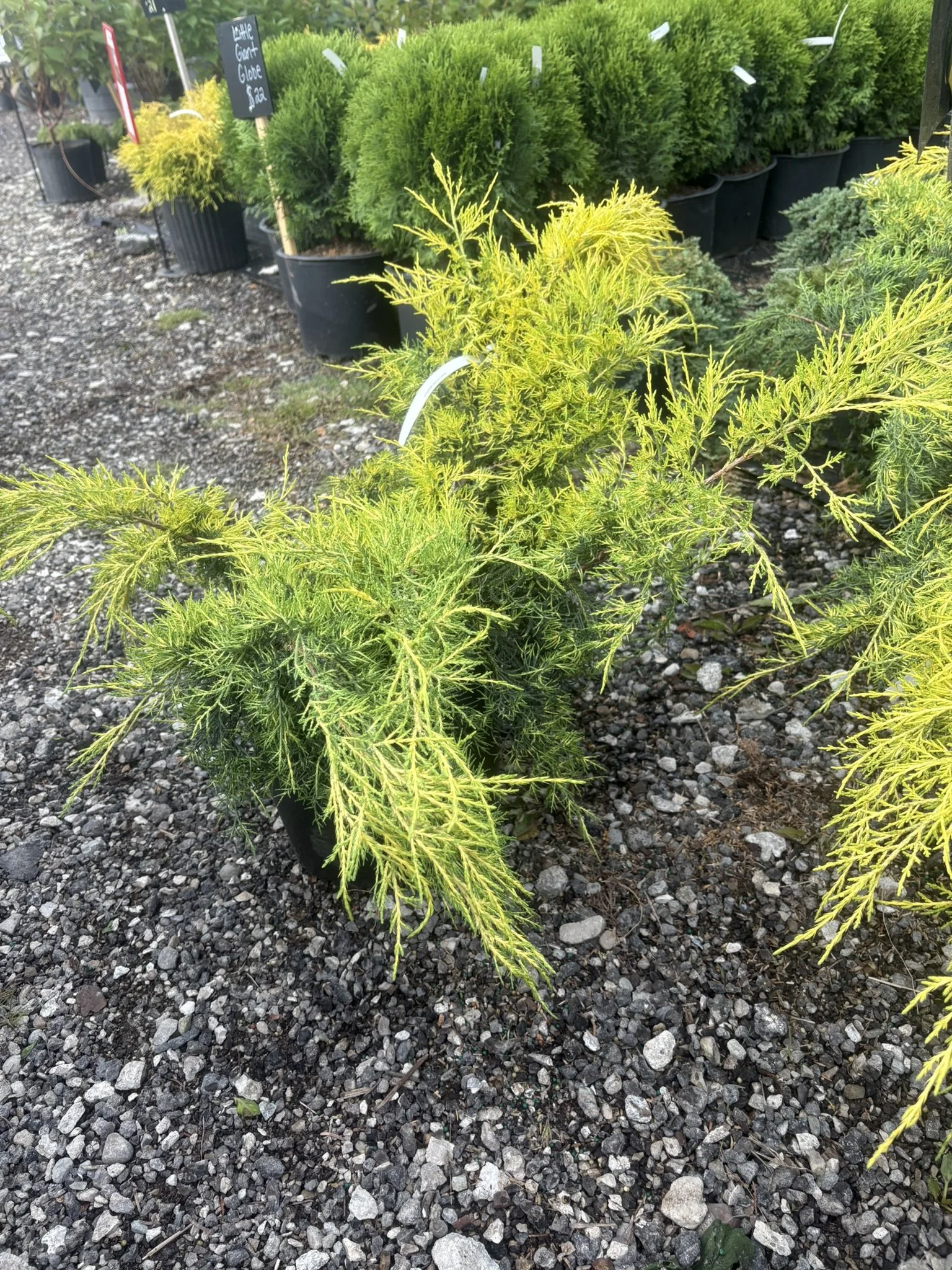 Gold Lace Juniper