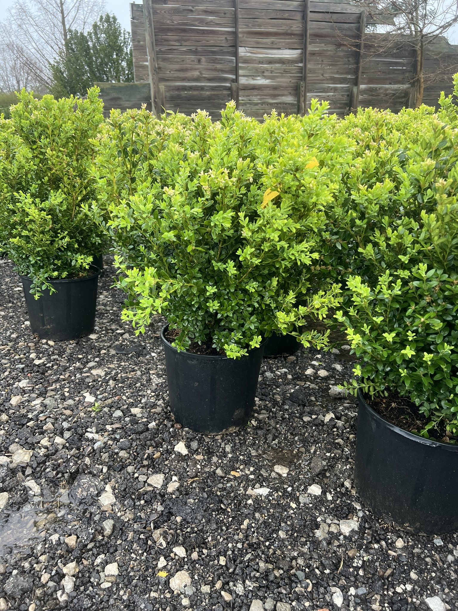 Green Mountain Boxwood- 3 gal
