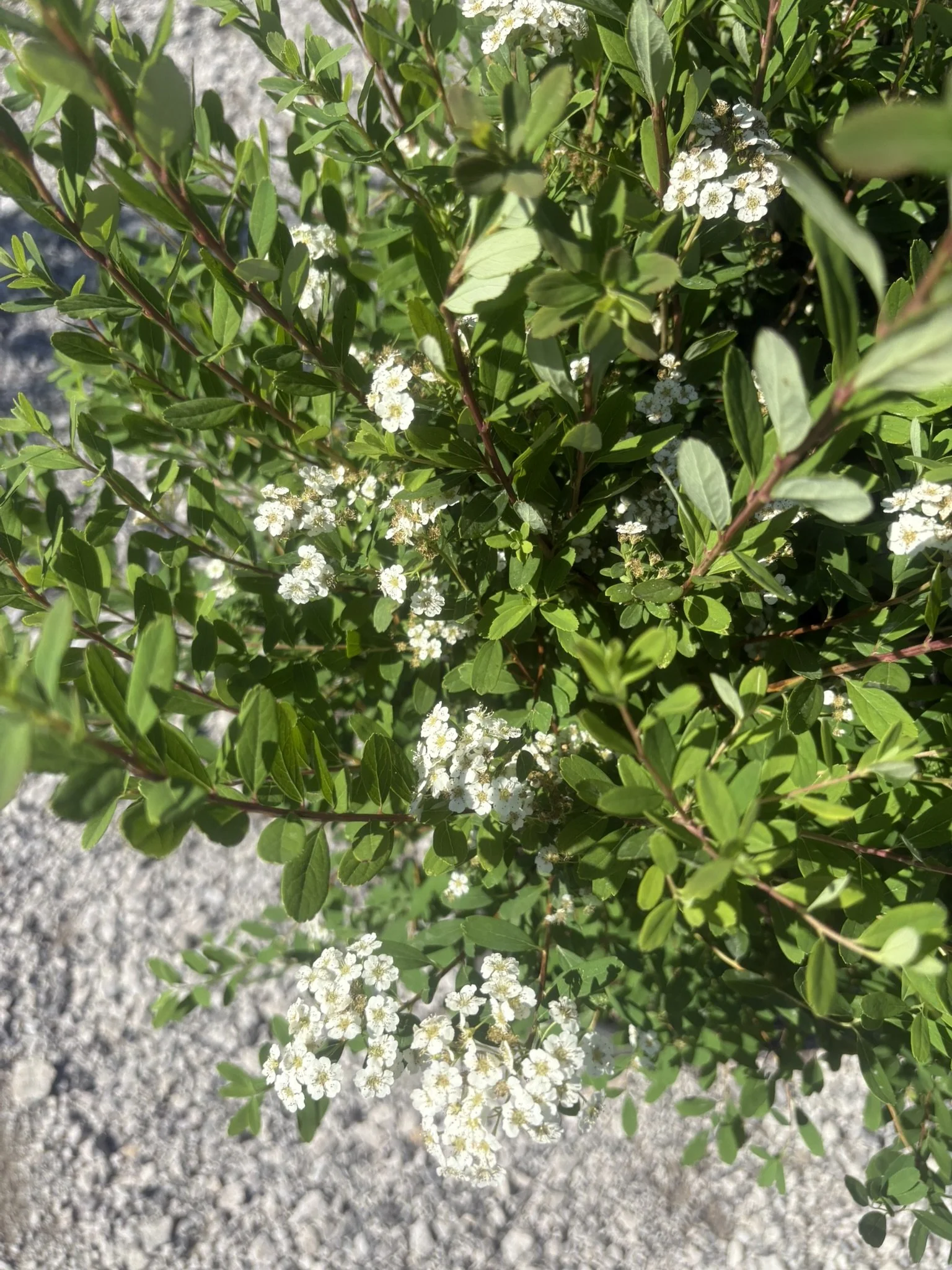 IMG_5923.JPEG