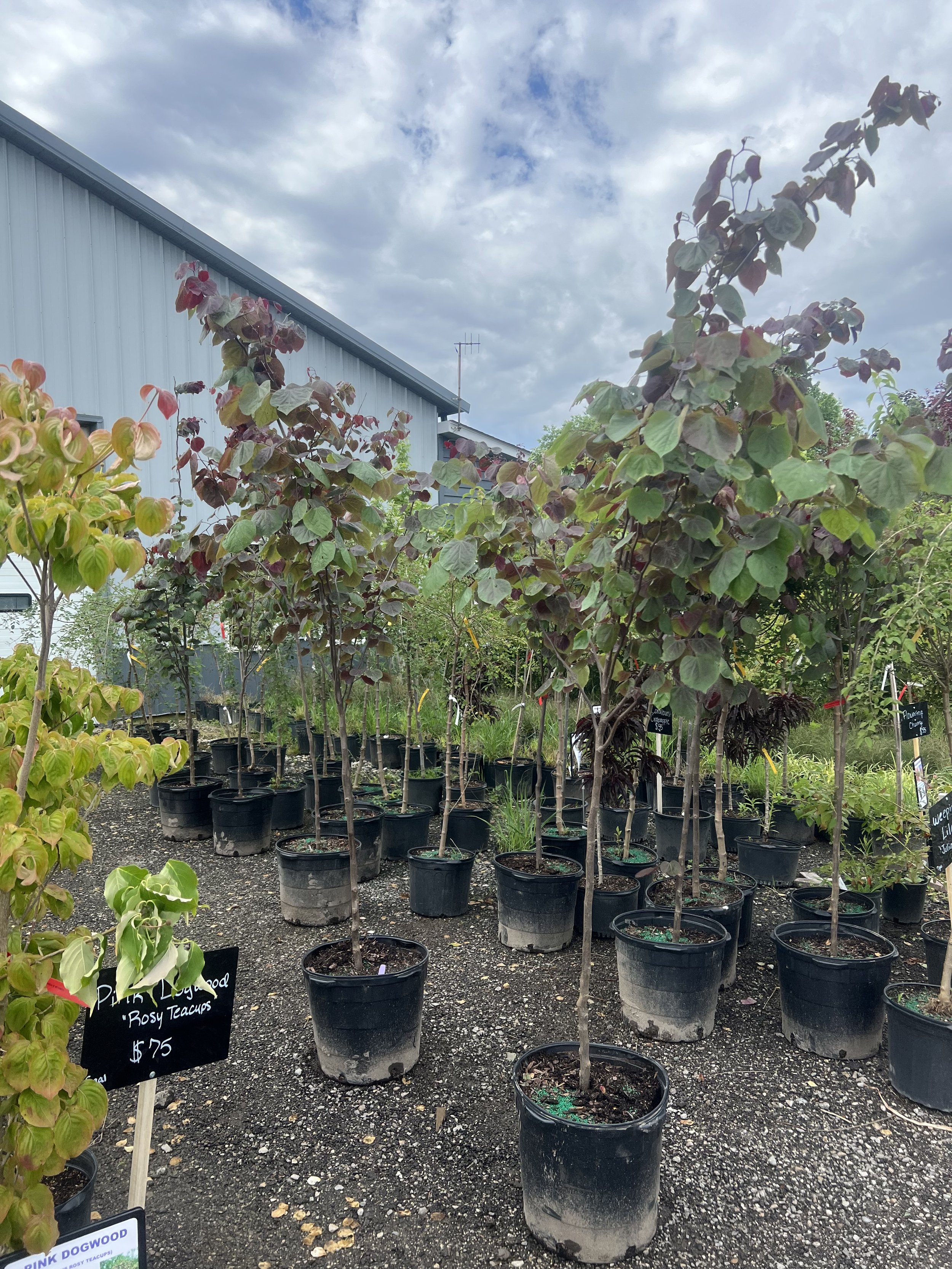 Merlot Redbud.jpeg