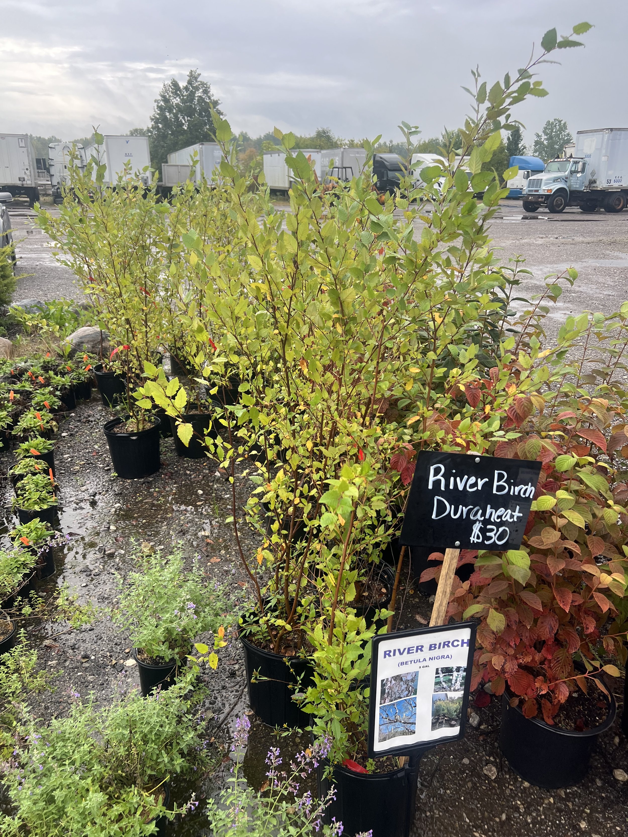 River Birch