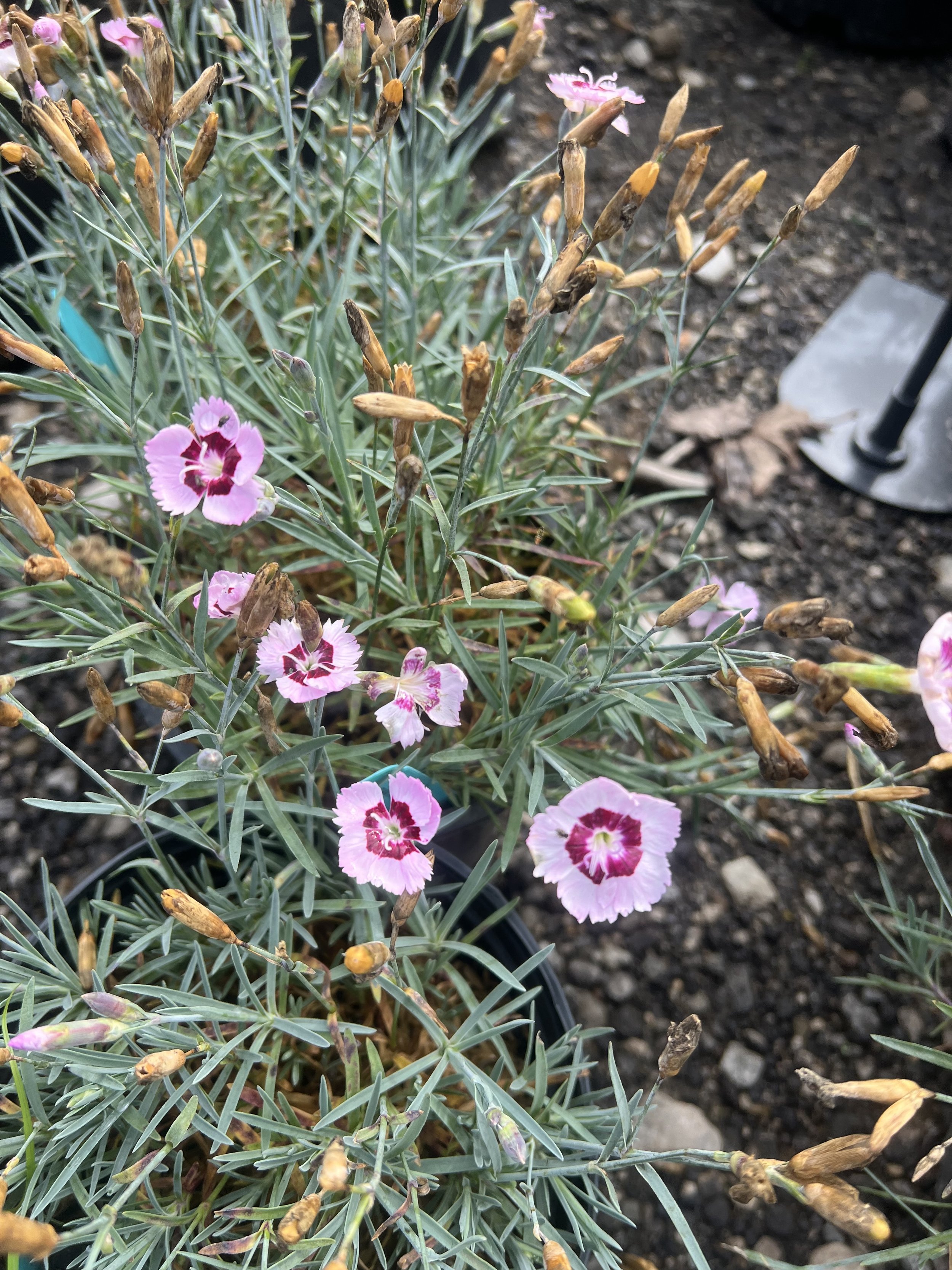 Dianthus