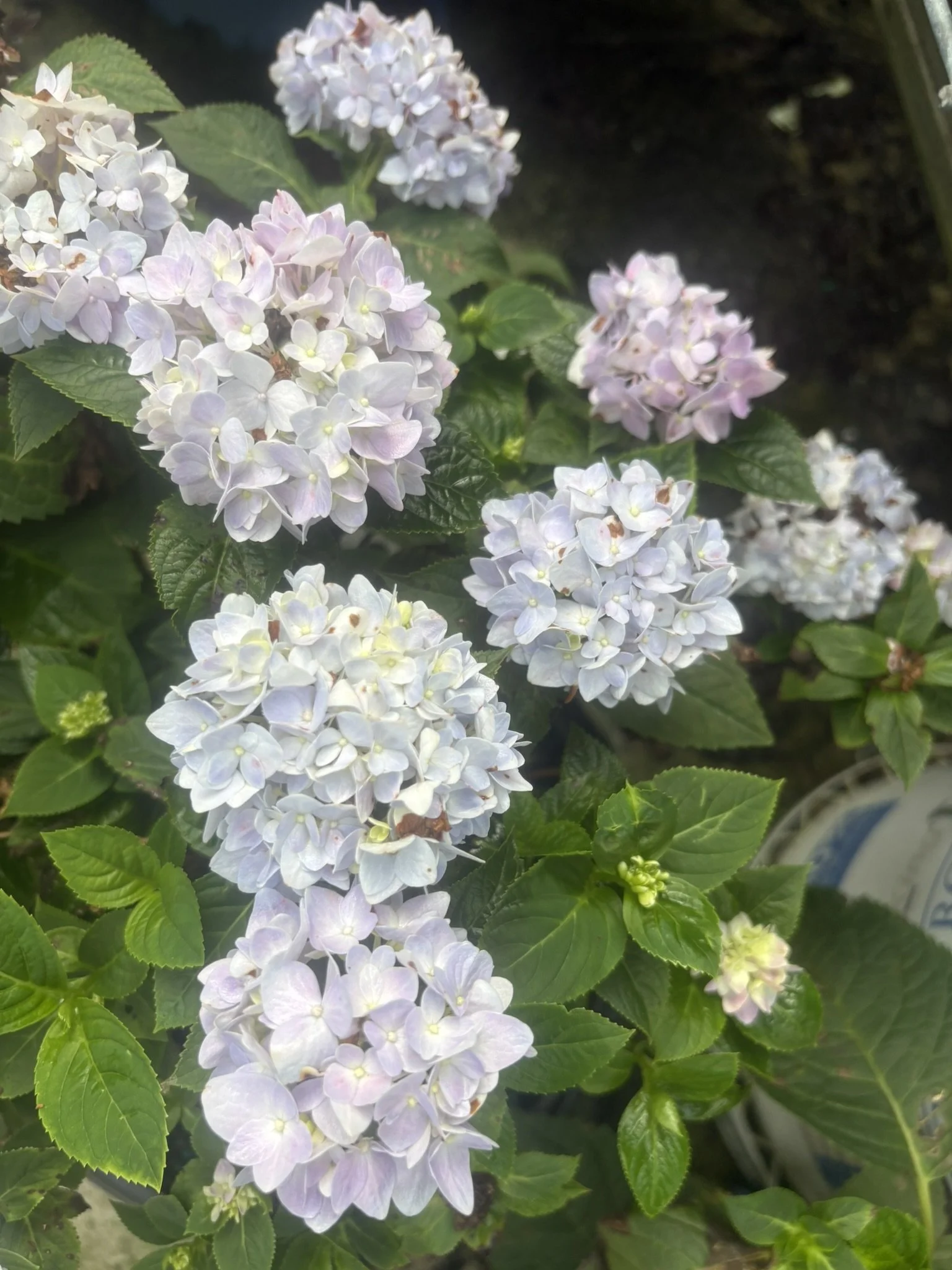 IMG_6604.JPEG