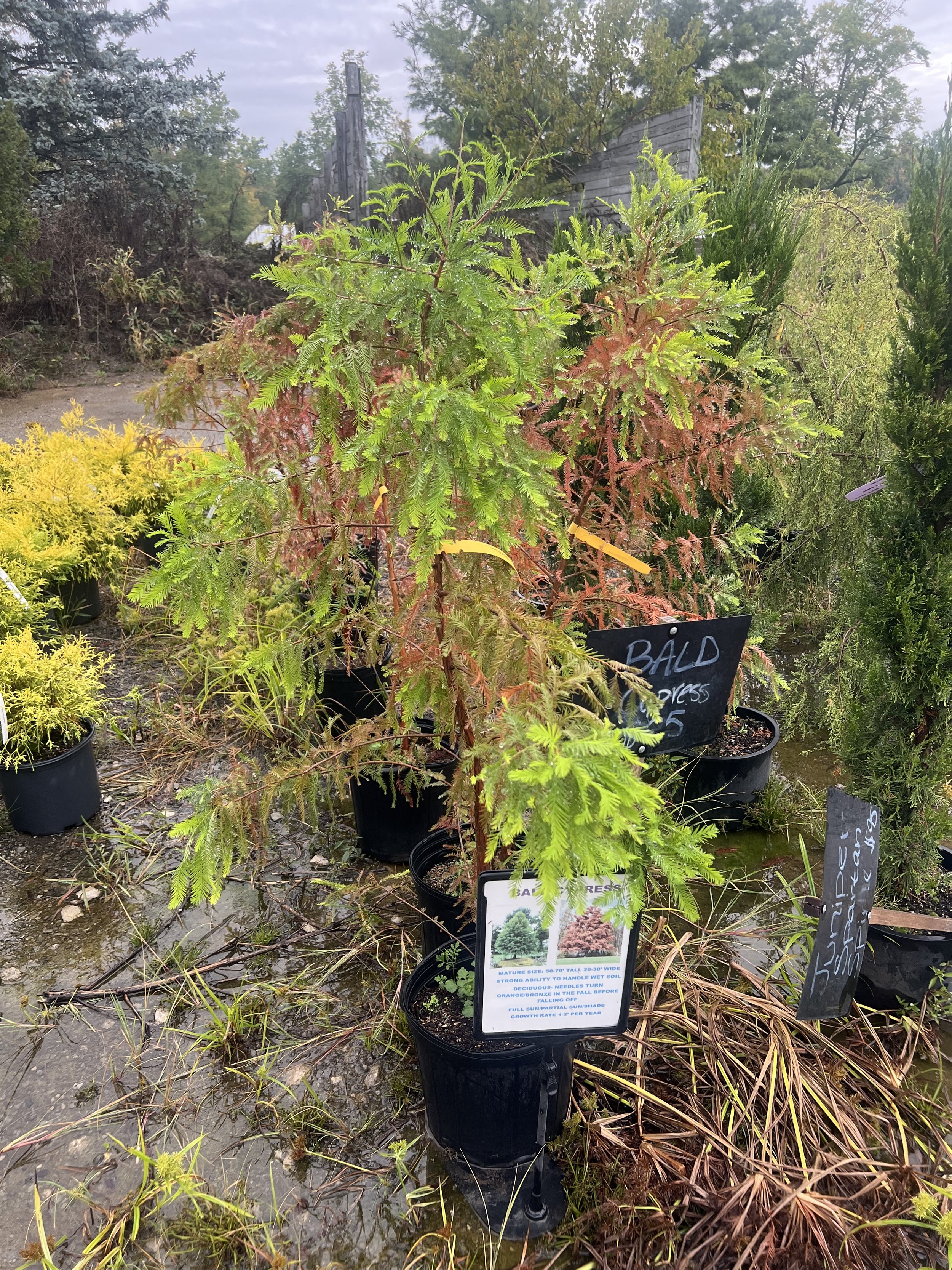 Bald Cypress