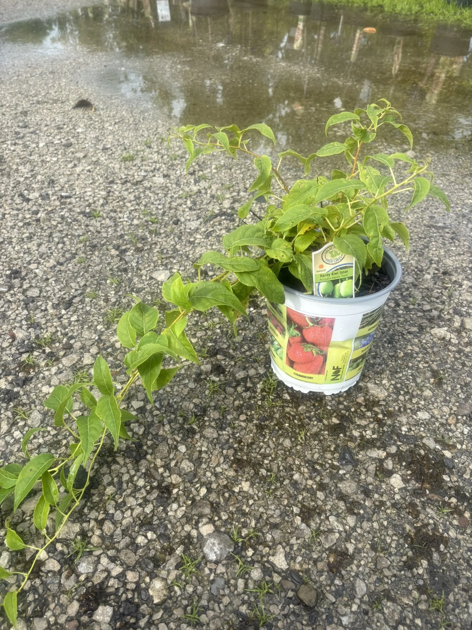Issai Kiwi (Hardy)