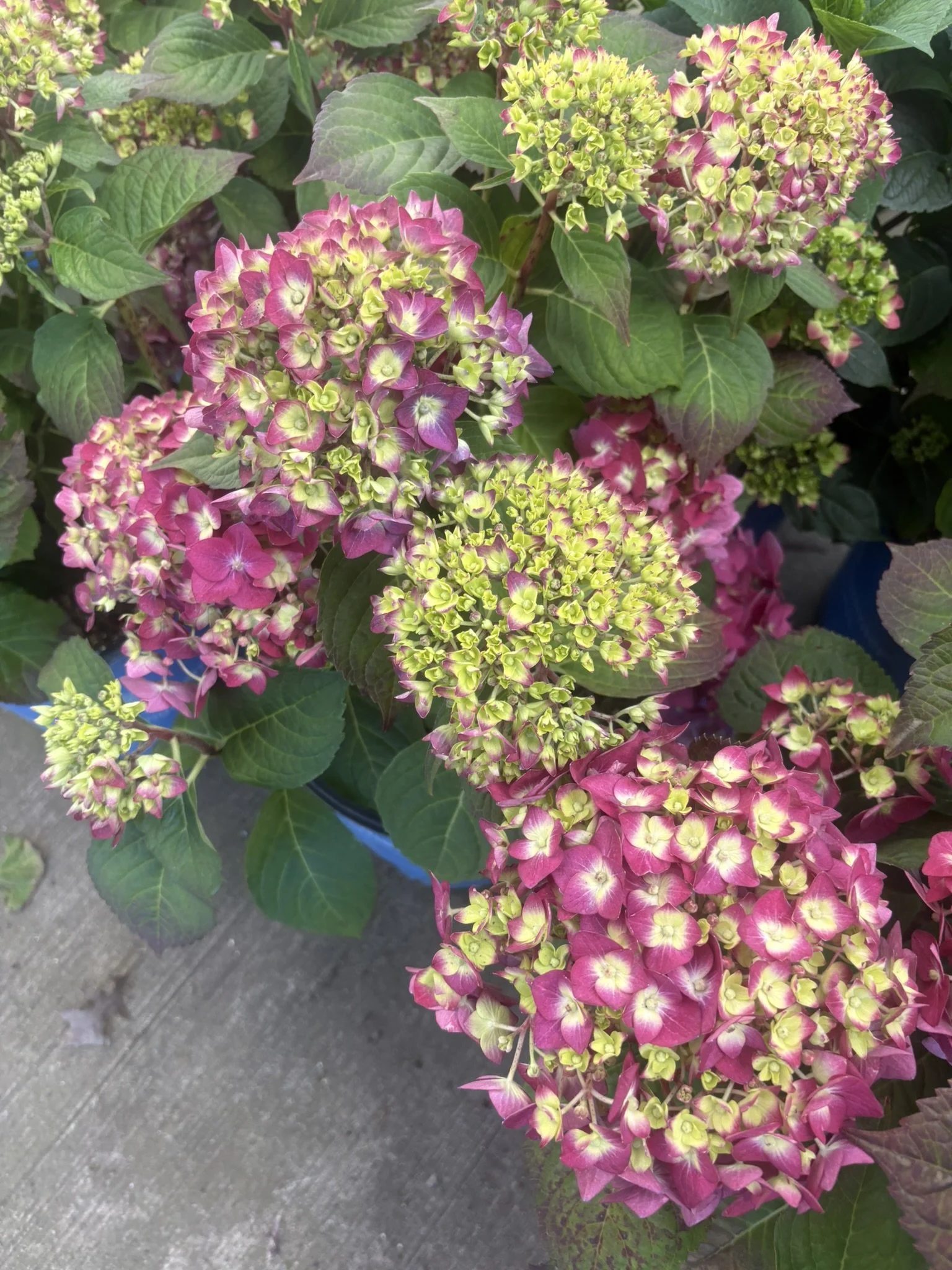 IMG_5921.JPEG