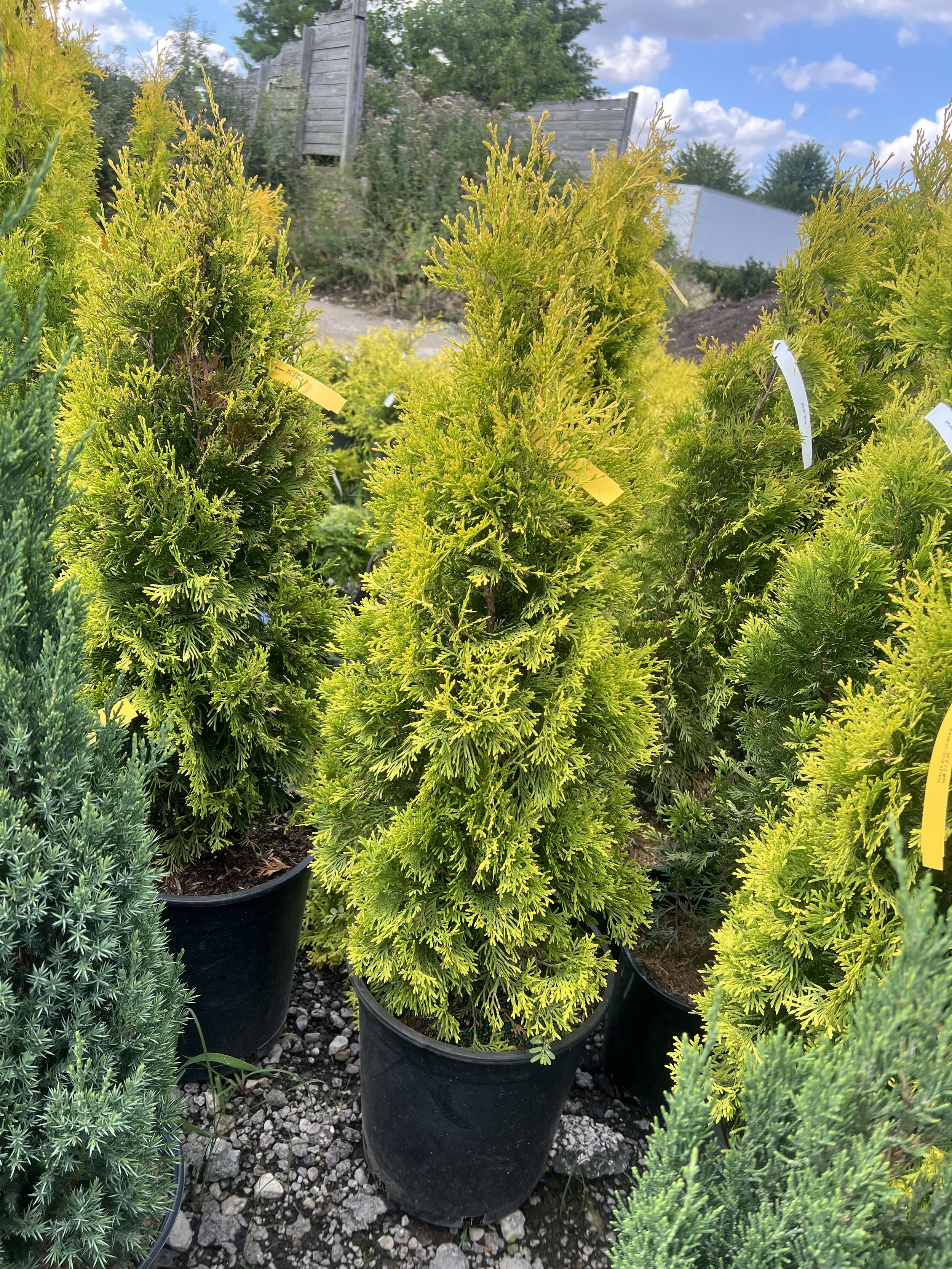 Jantar Arborvitae