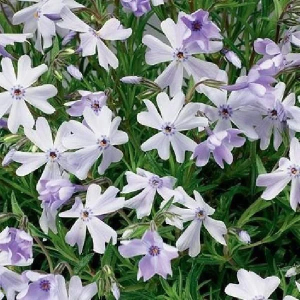 Creeping Phlox