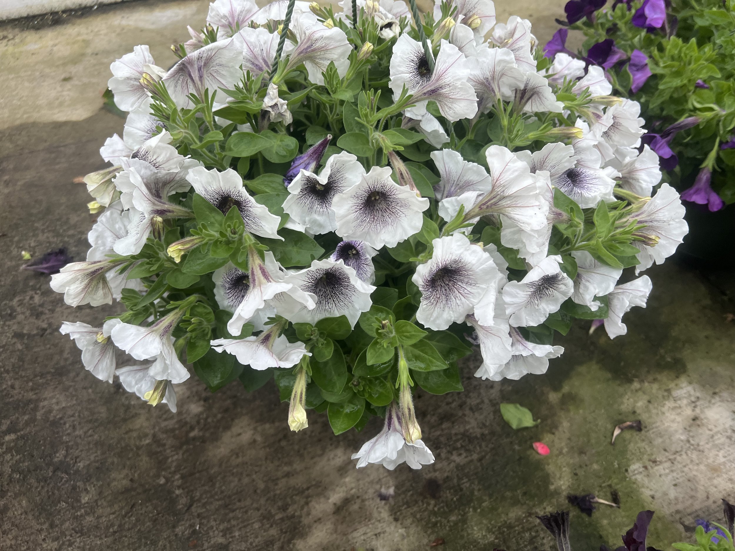 IMG_2920.jpeg