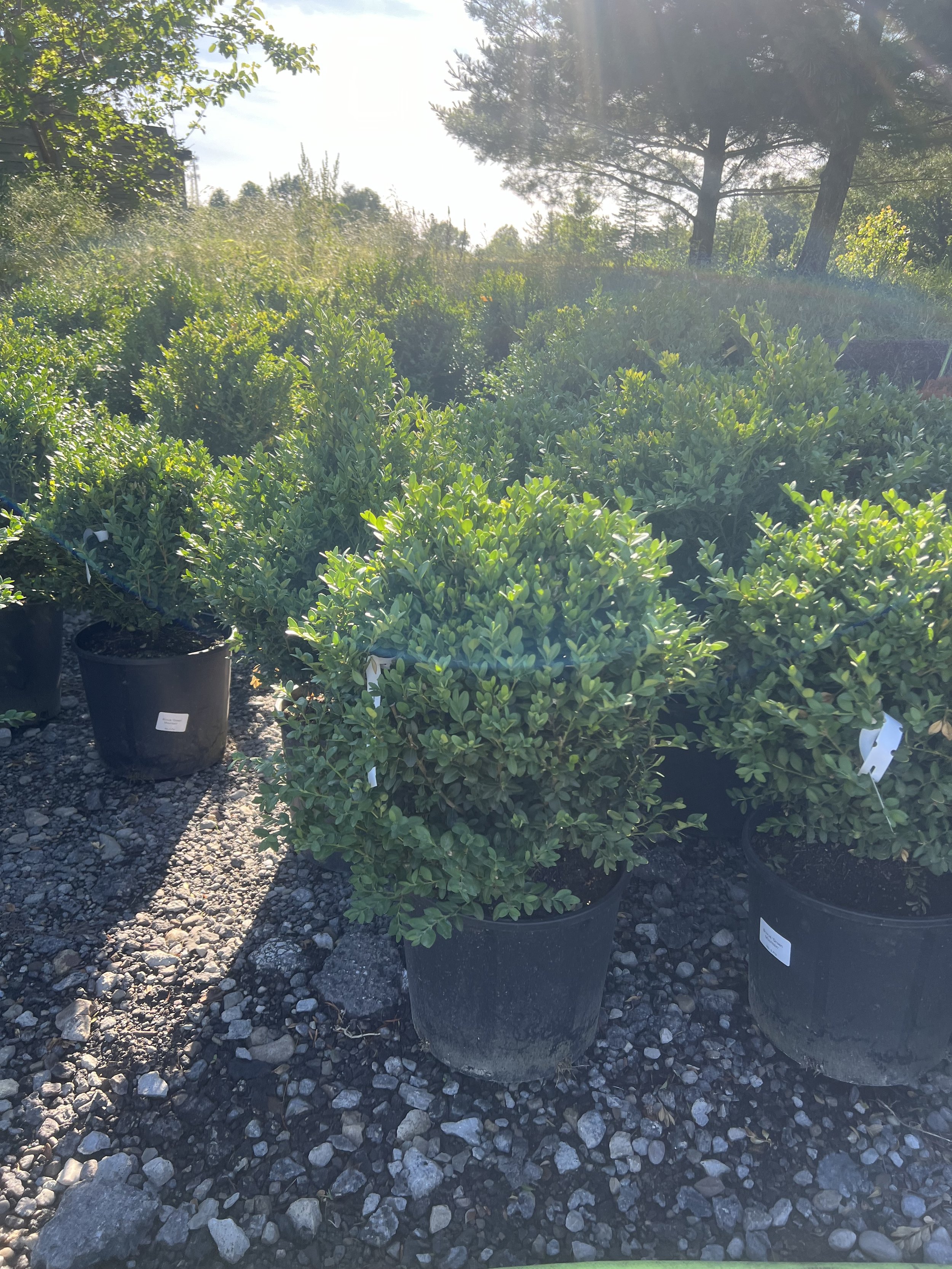 Green Mountain Boxwood