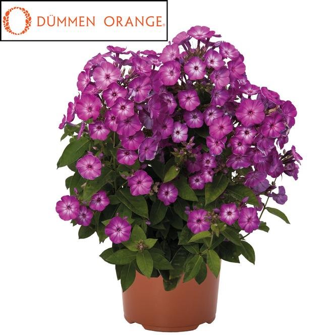 Flame Purple.jpg