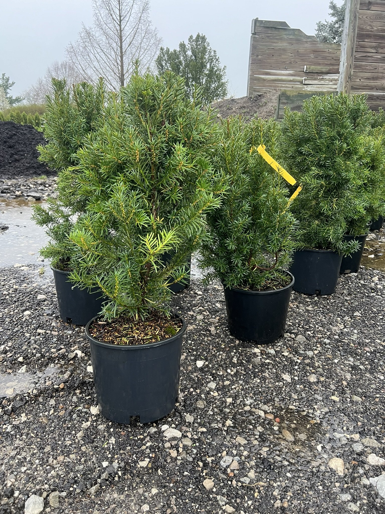 Hicksii Yew
