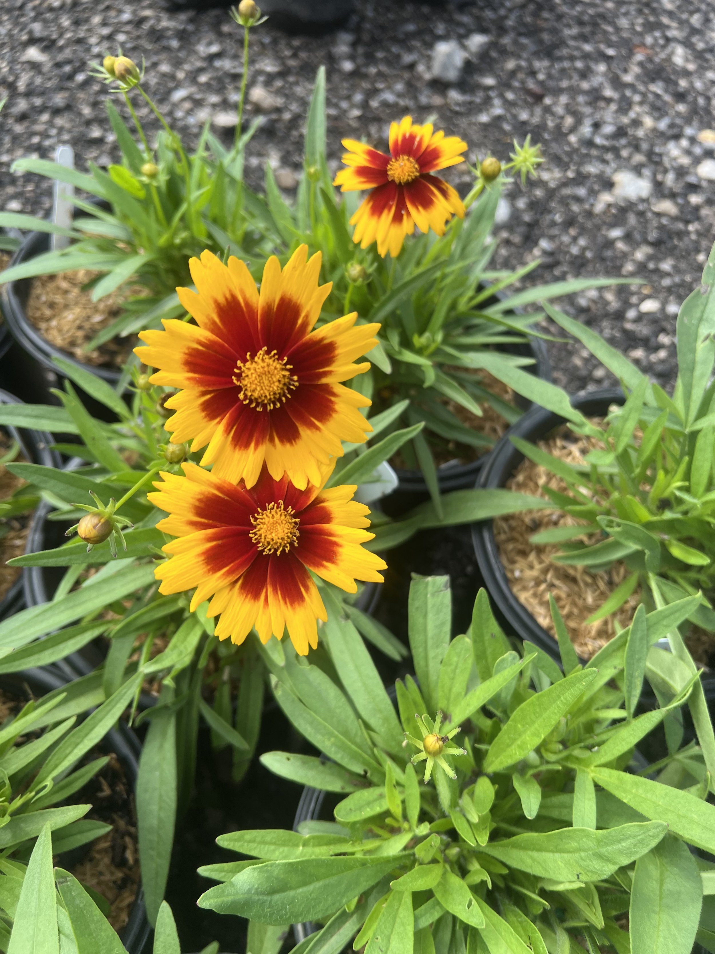 Coreopsis
