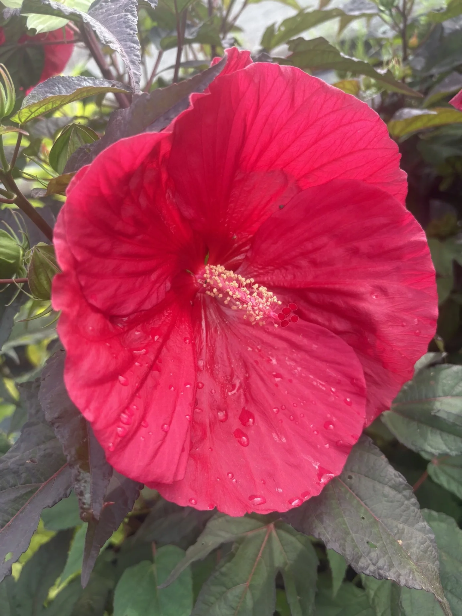 IMG_6620.JPEG