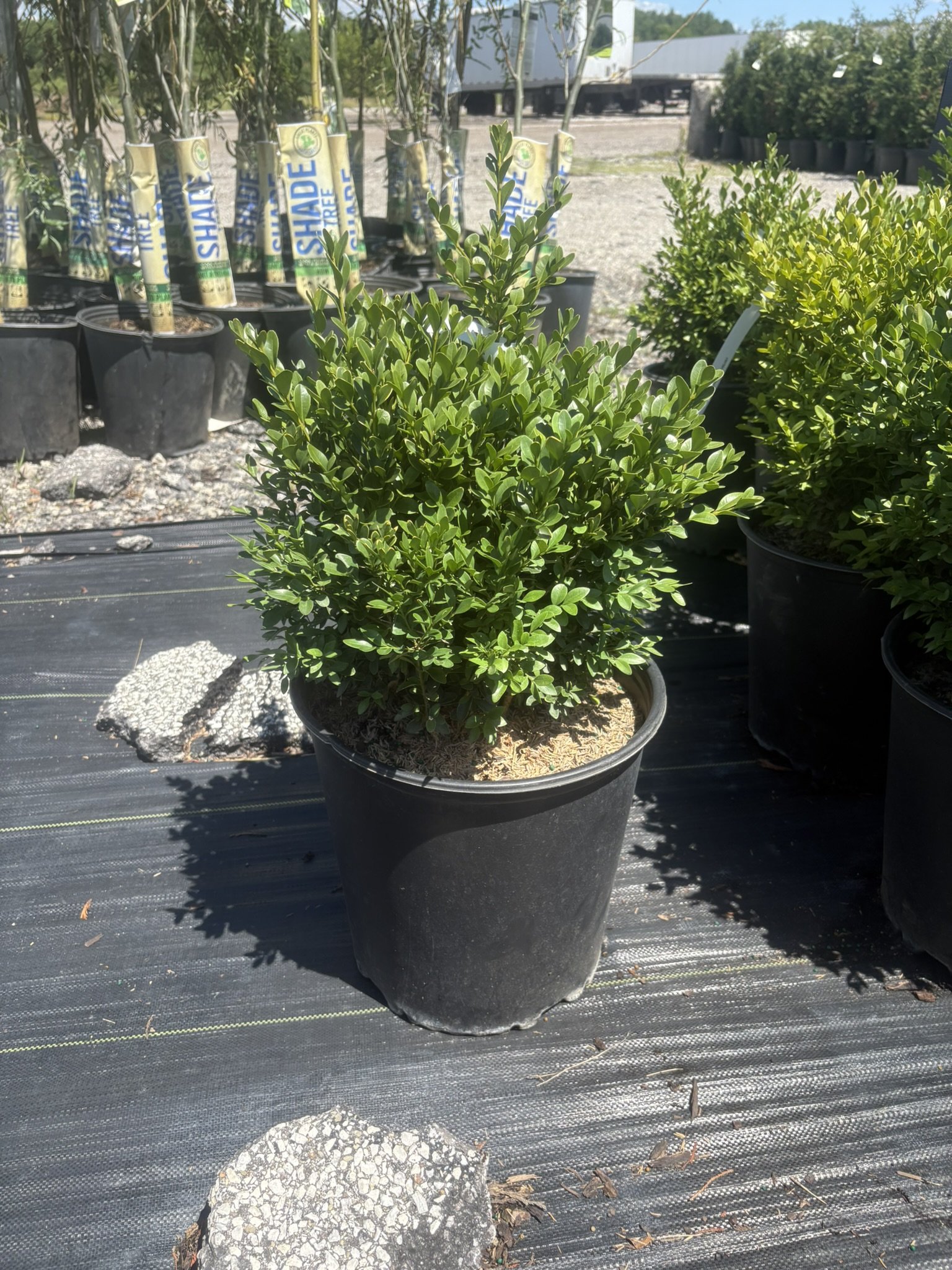 Green Velvet Boxwood