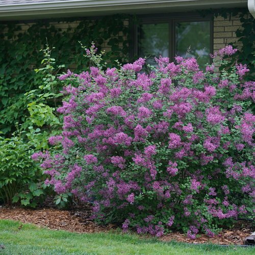 syringa_bloomerang_dark_purple_dsc03166.jpg
