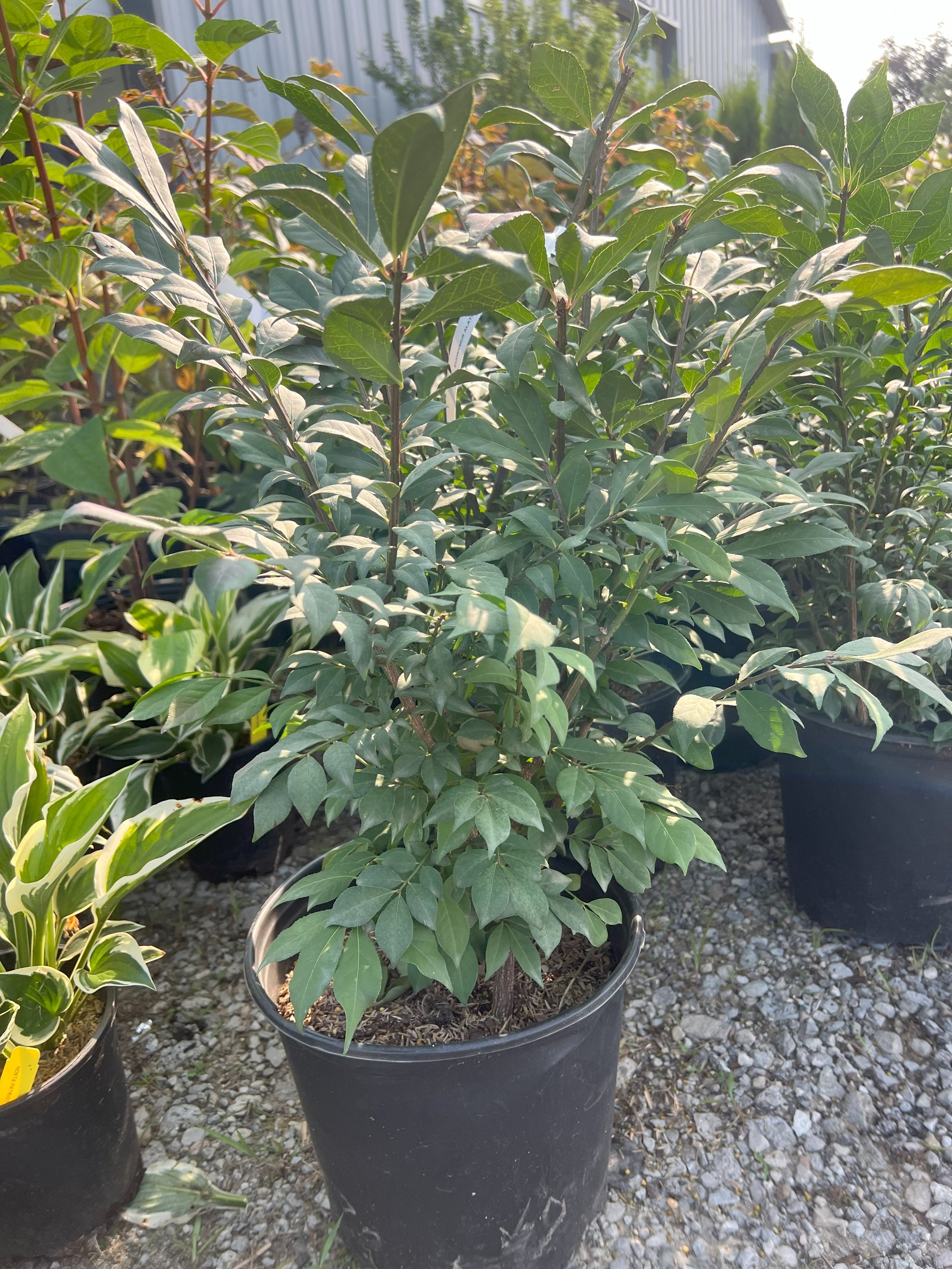 Burning Bush