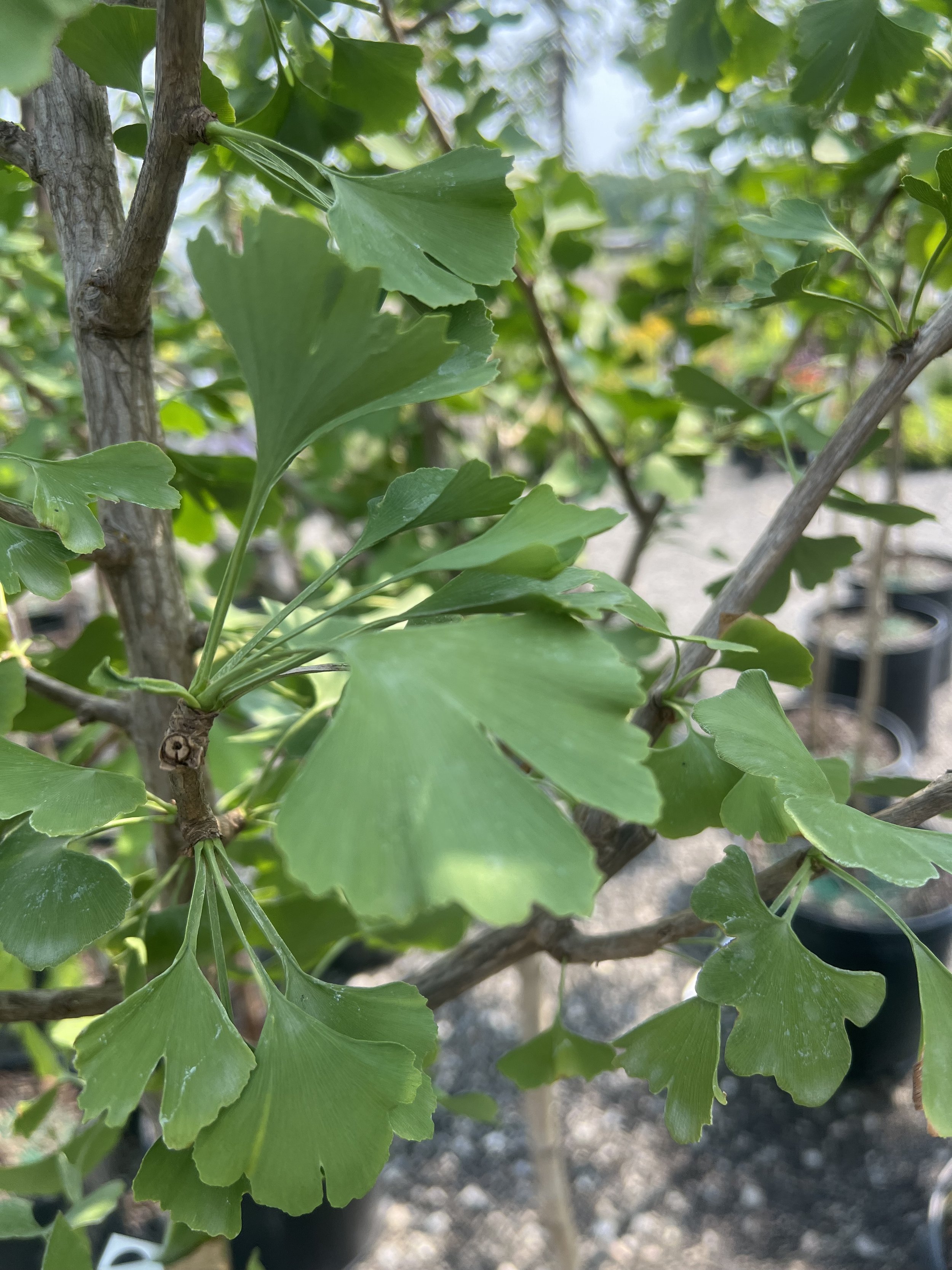 Gingko Tree-Autumn Gold