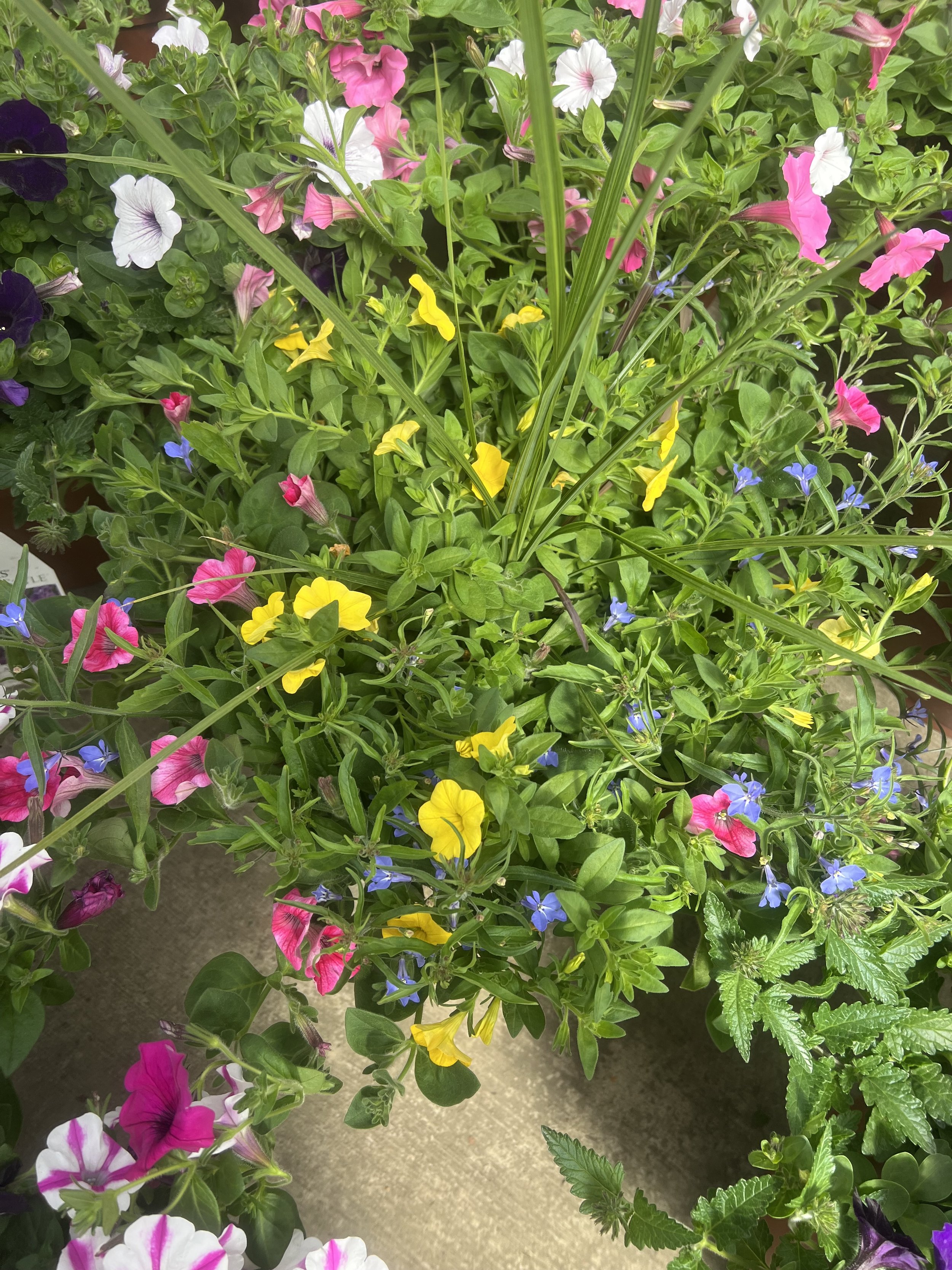 IMG_2907.jpeg