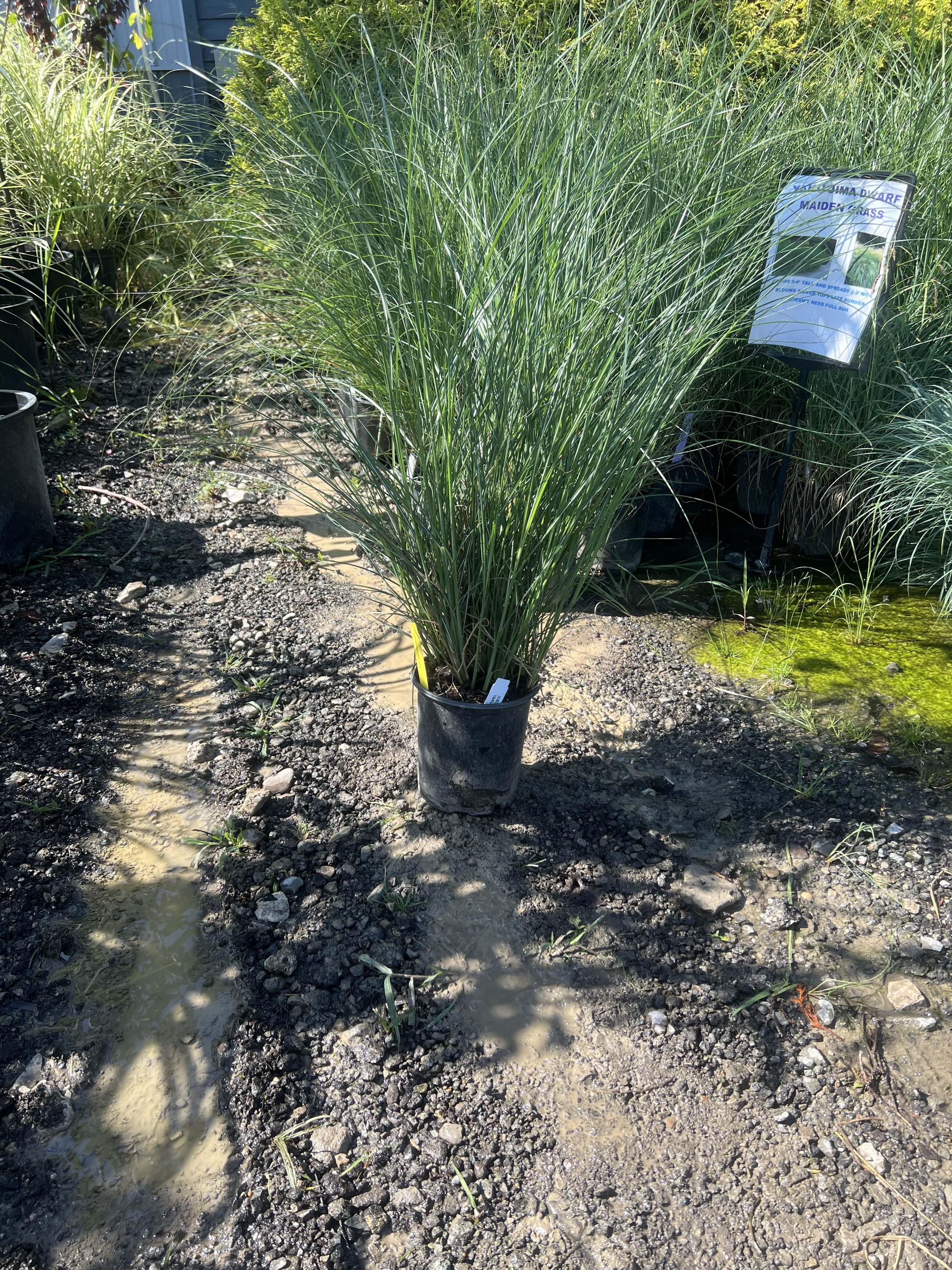 Yaku Jima Grass