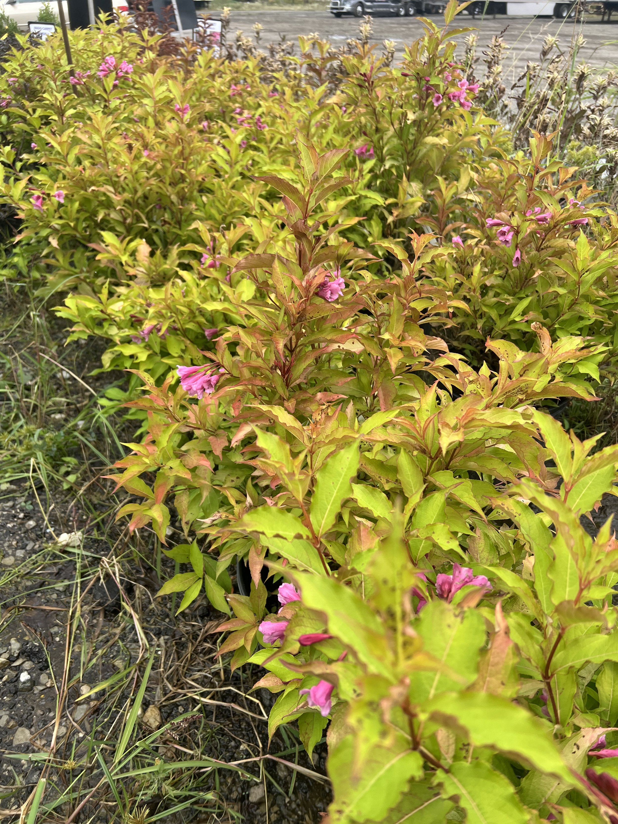 IMG_1768.jpeg