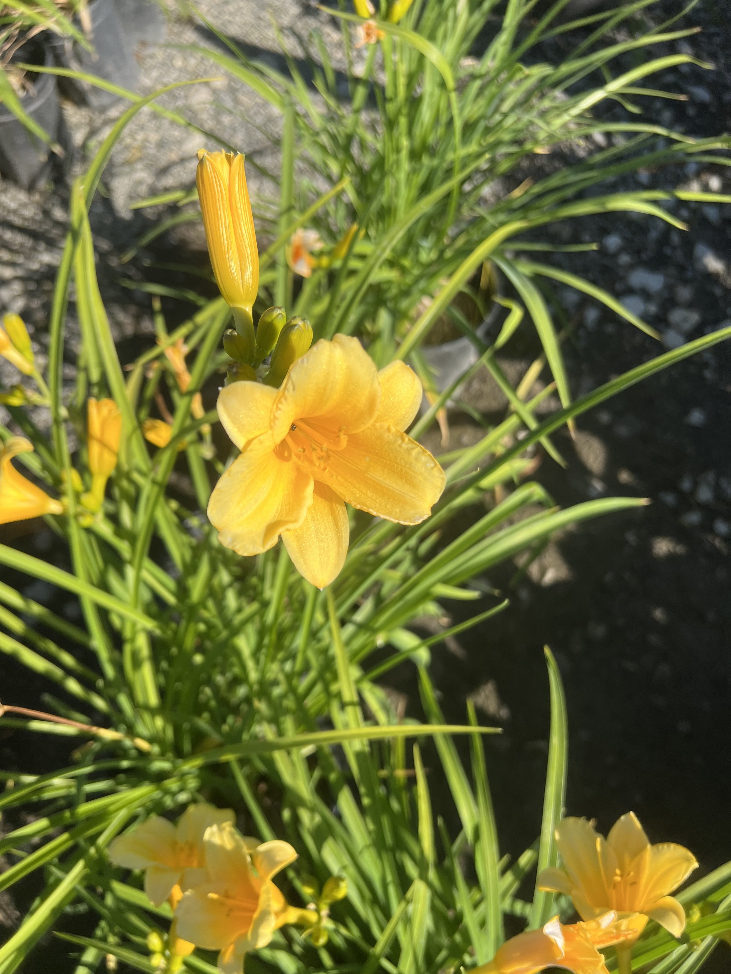 IMG_0943.jpeg