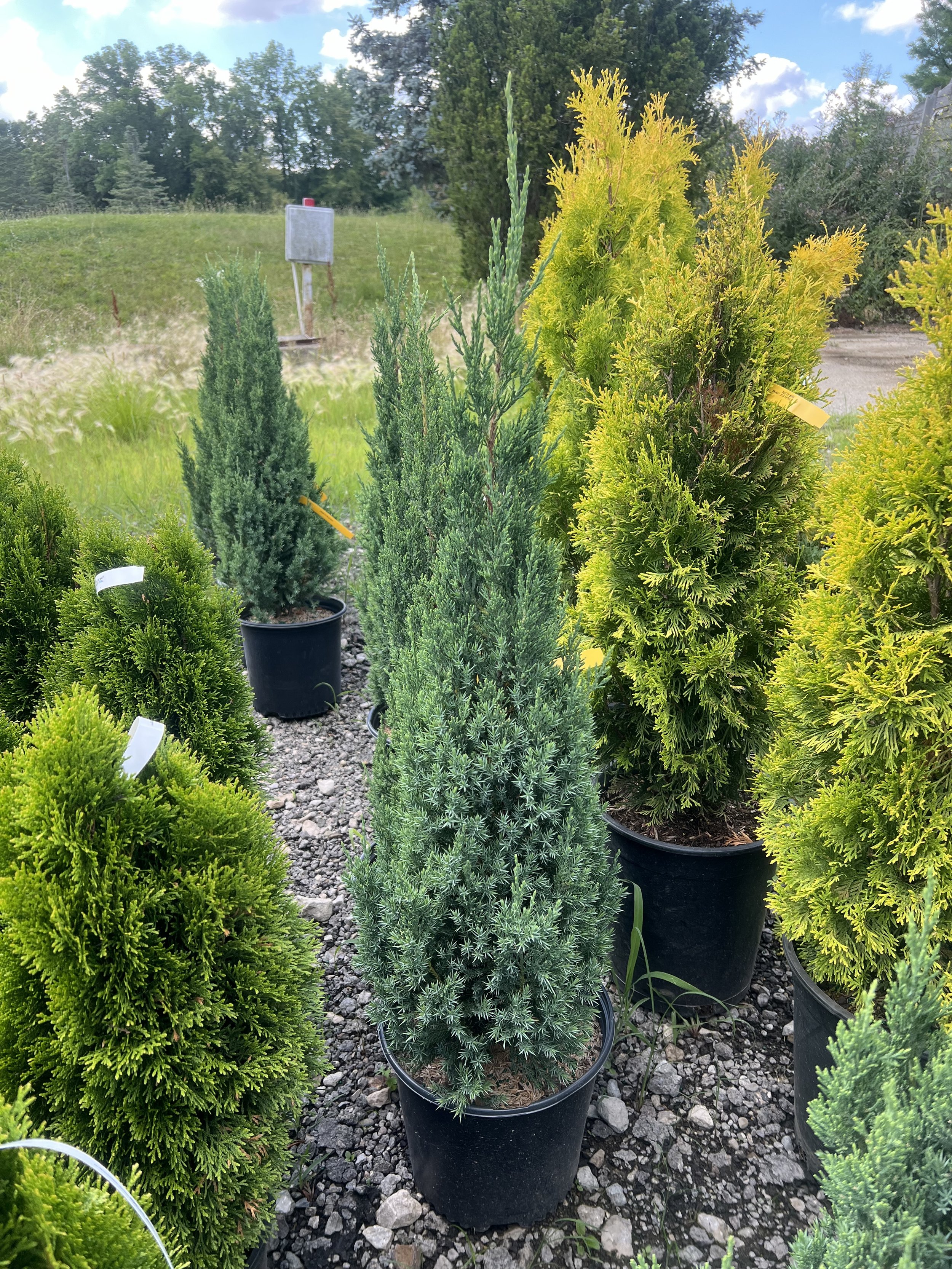 Blue Point Juniper