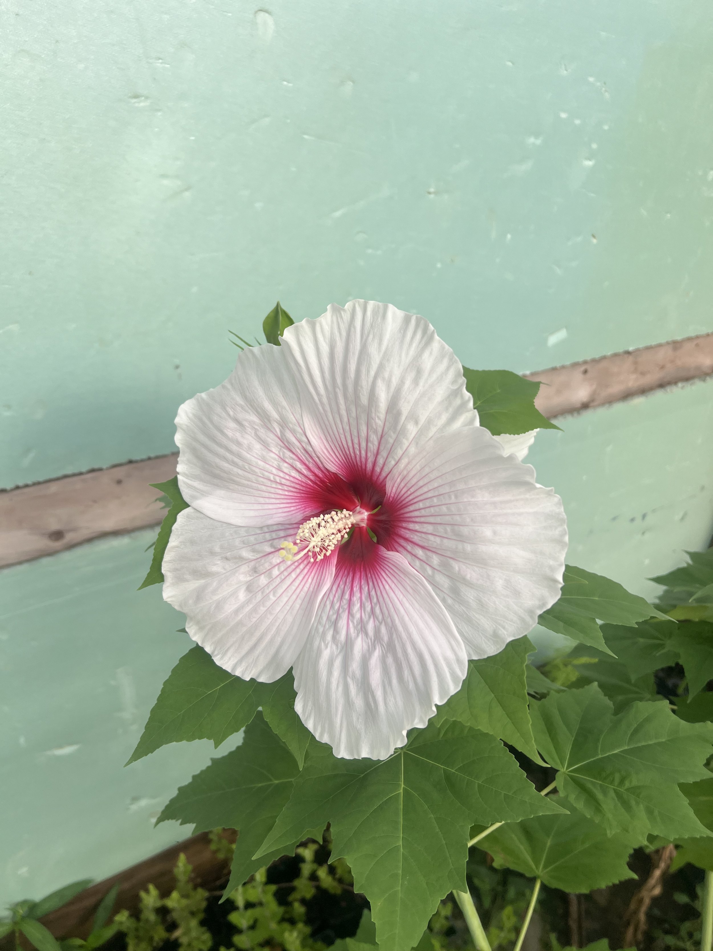 IMG_1232.jpeg