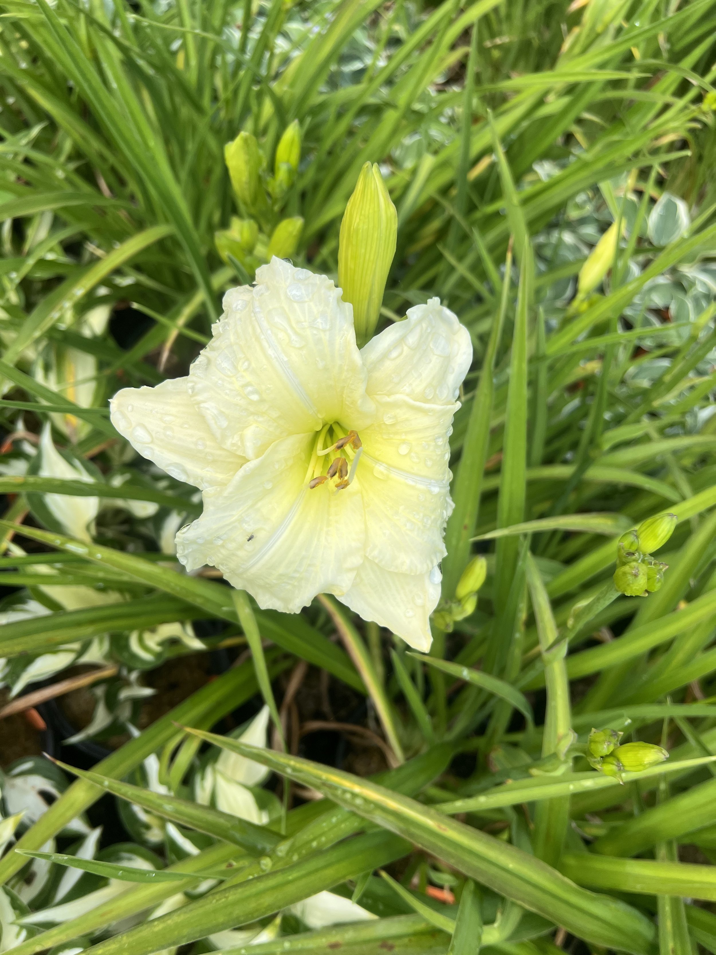 IMG_1049.jpeg