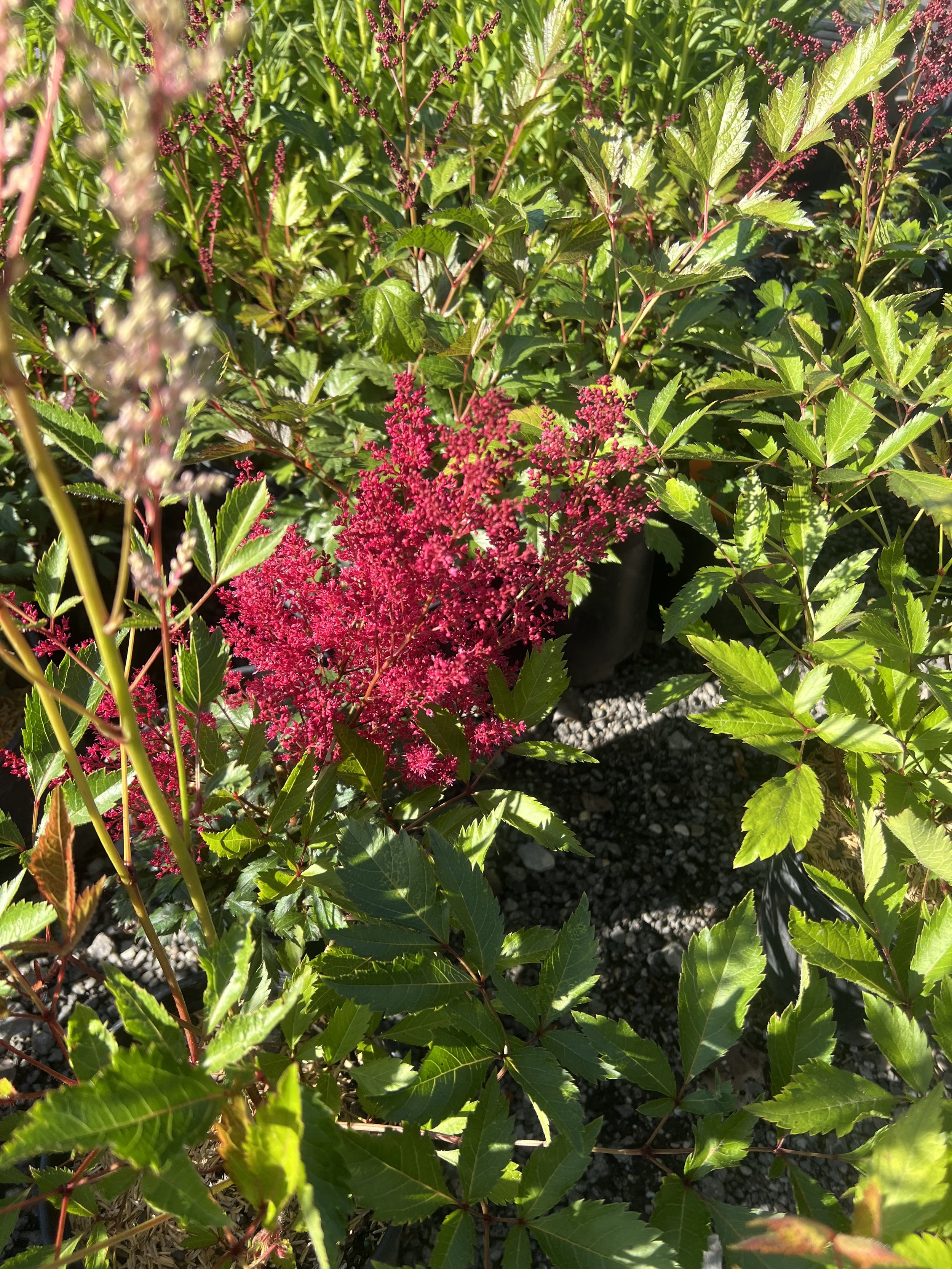 IMG_0925.jpeg