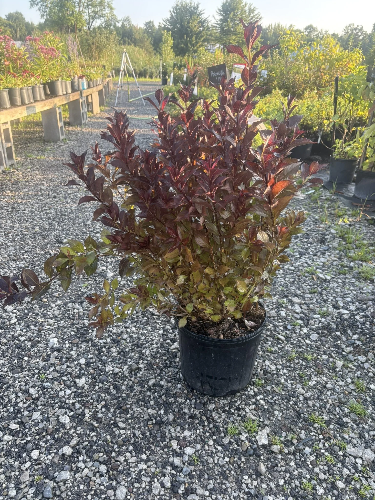 Arabian Nights Weigela