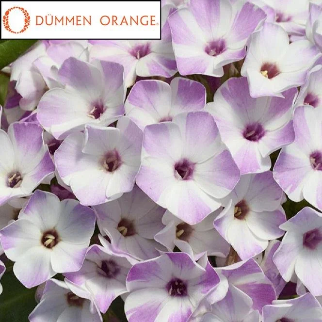 Flame Lilac Star.jpg