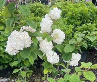 Popcorn Viburnum