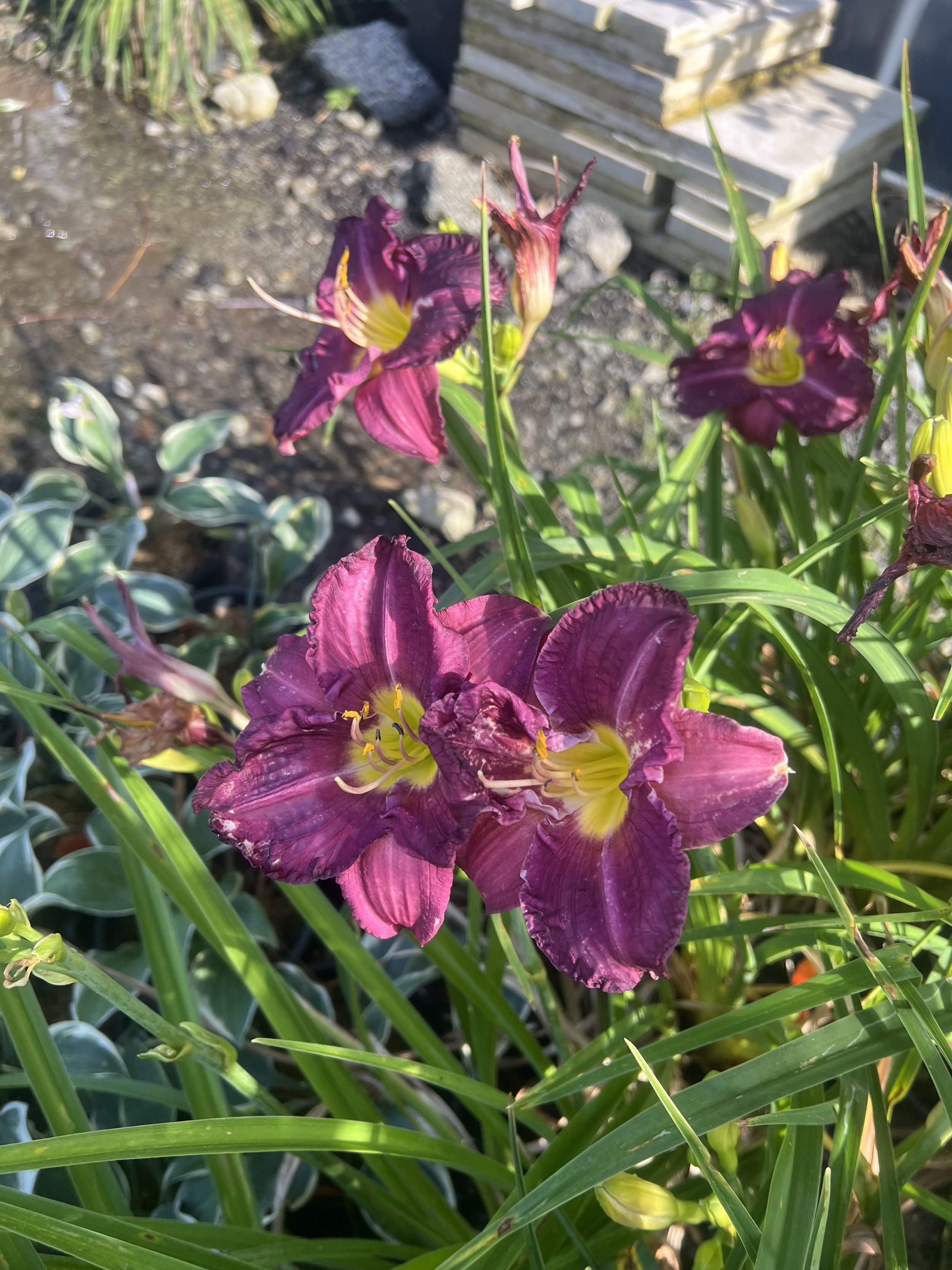 IMG_1127.jpeg